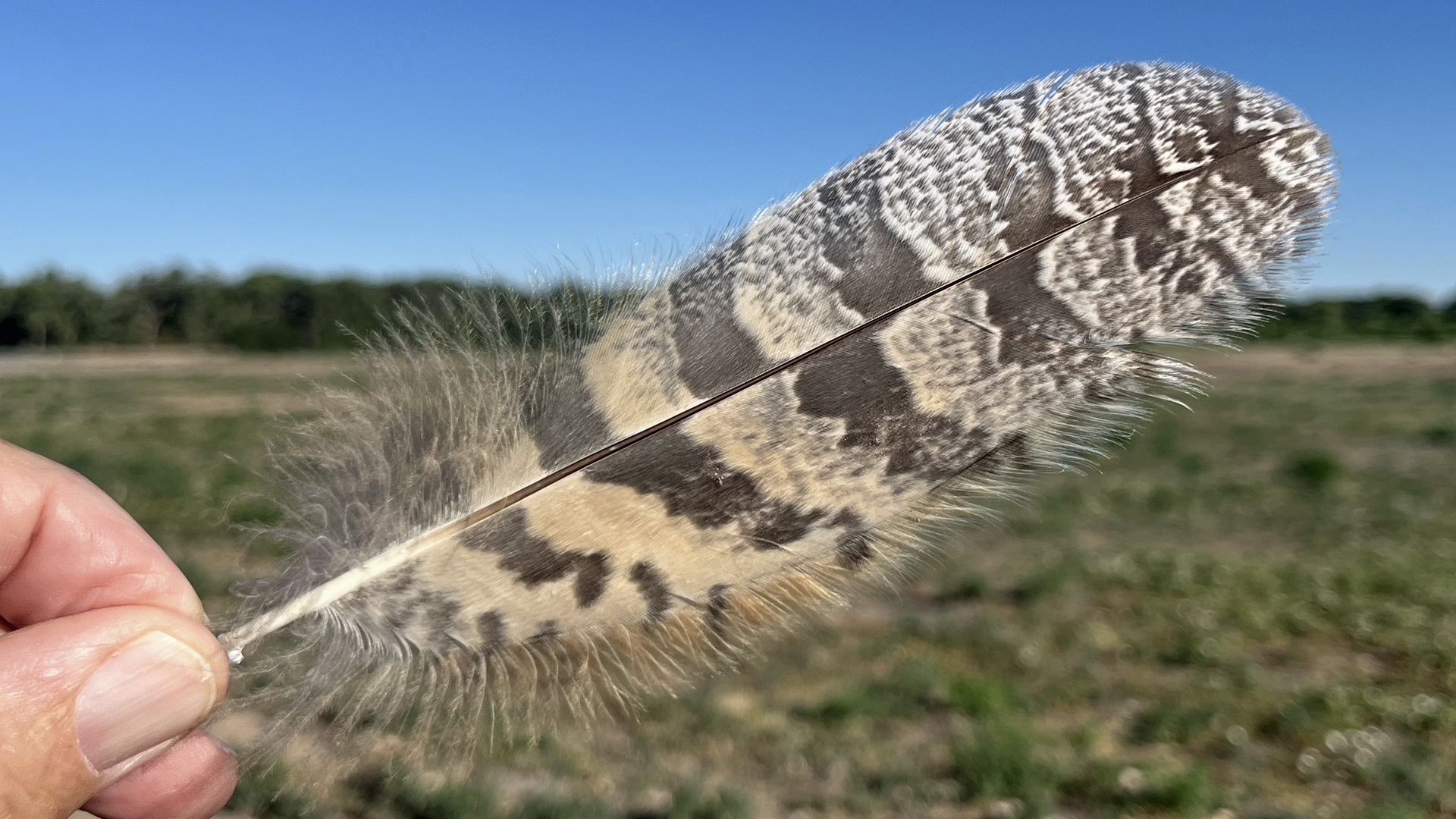 Feather, Valle de Oro NWR, June 2026