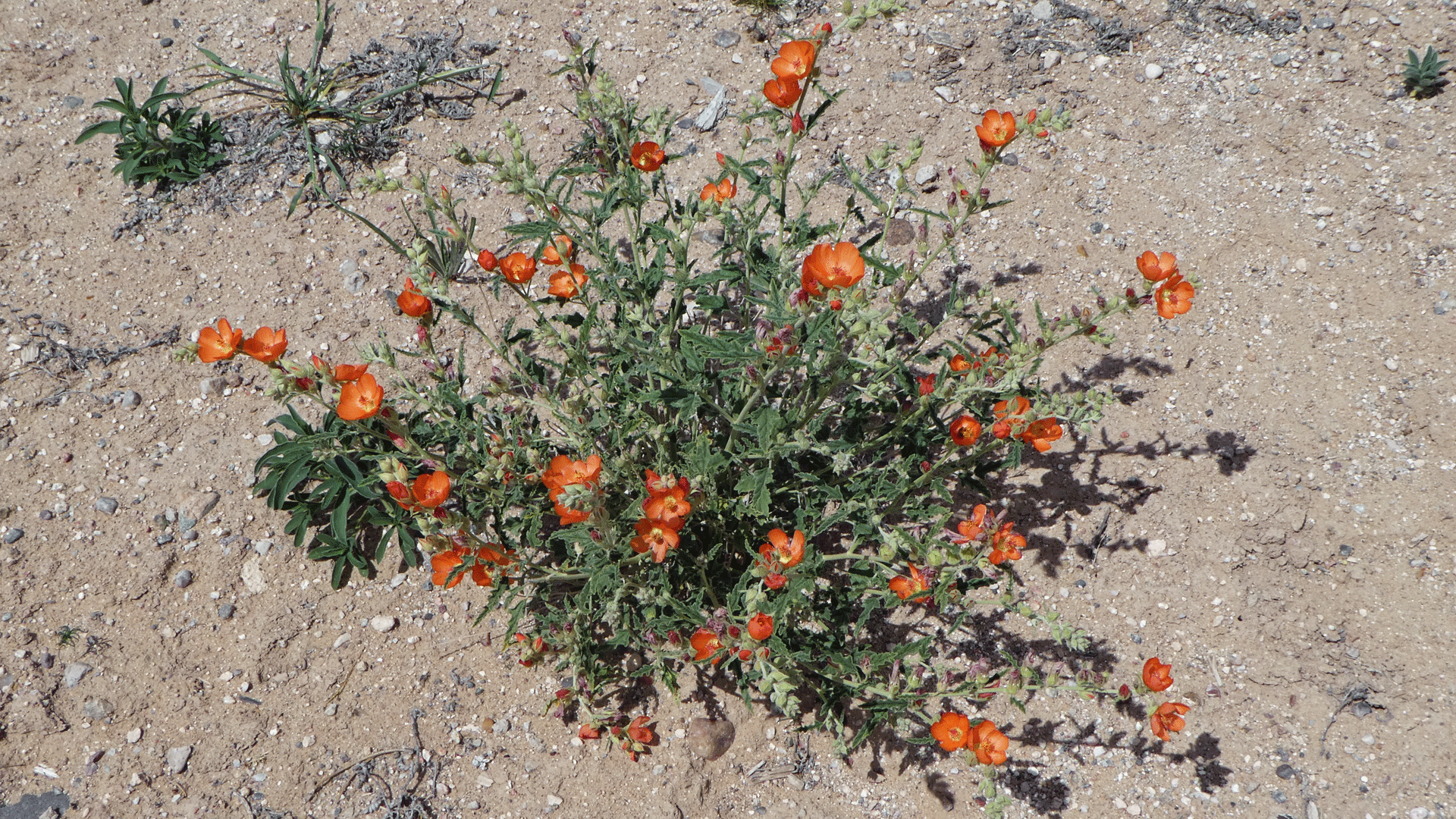 Albuquerque, April 2020