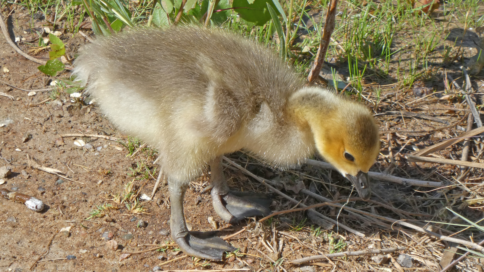 Gosling, Rio Grande Bosque, Albuquerque, May 2021