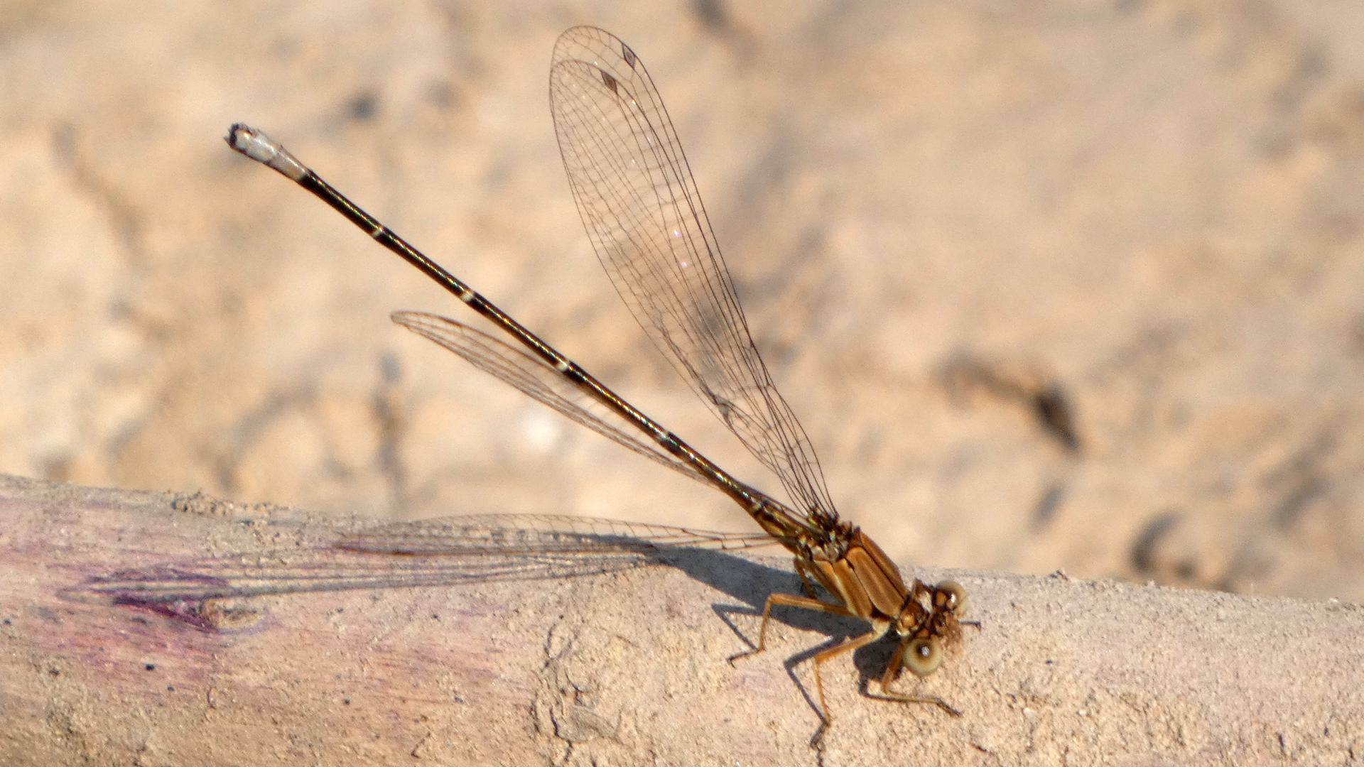 Brown form female, Albuquerque, July 2021