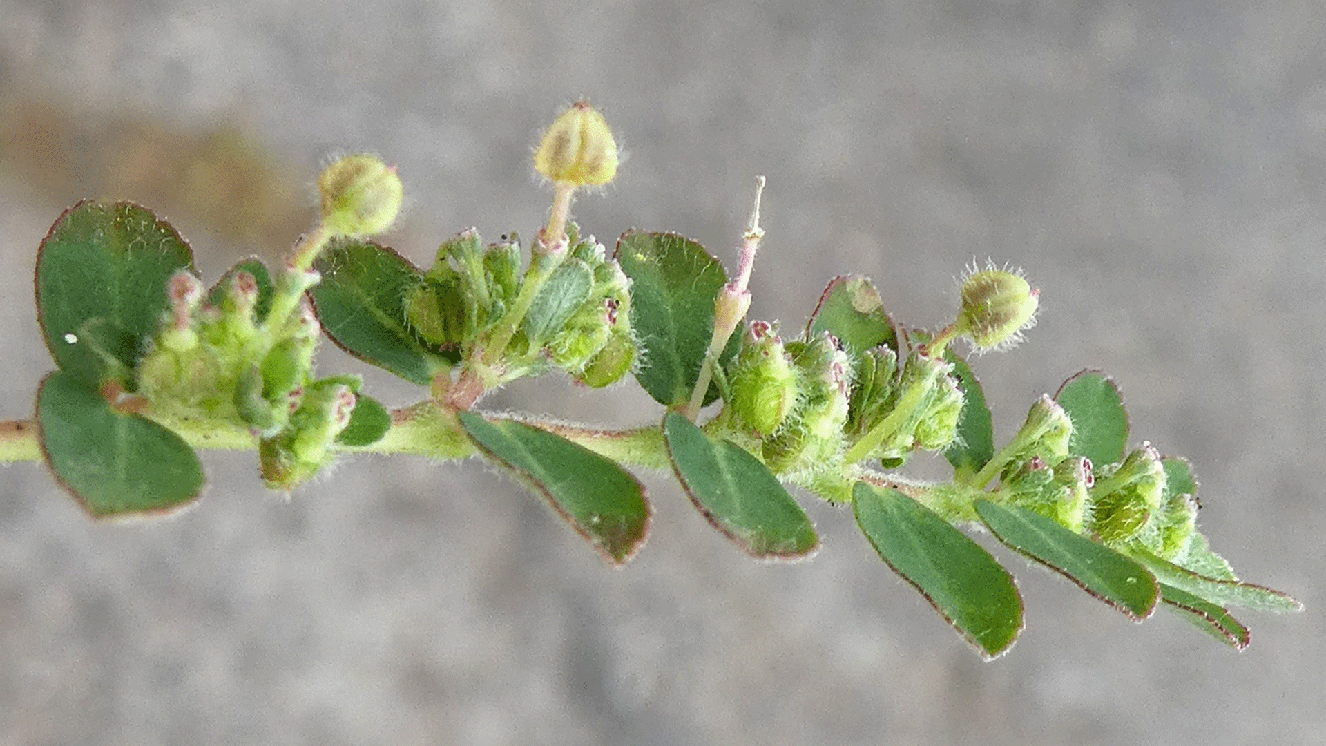 With fruits, Albuquerque, June 2020