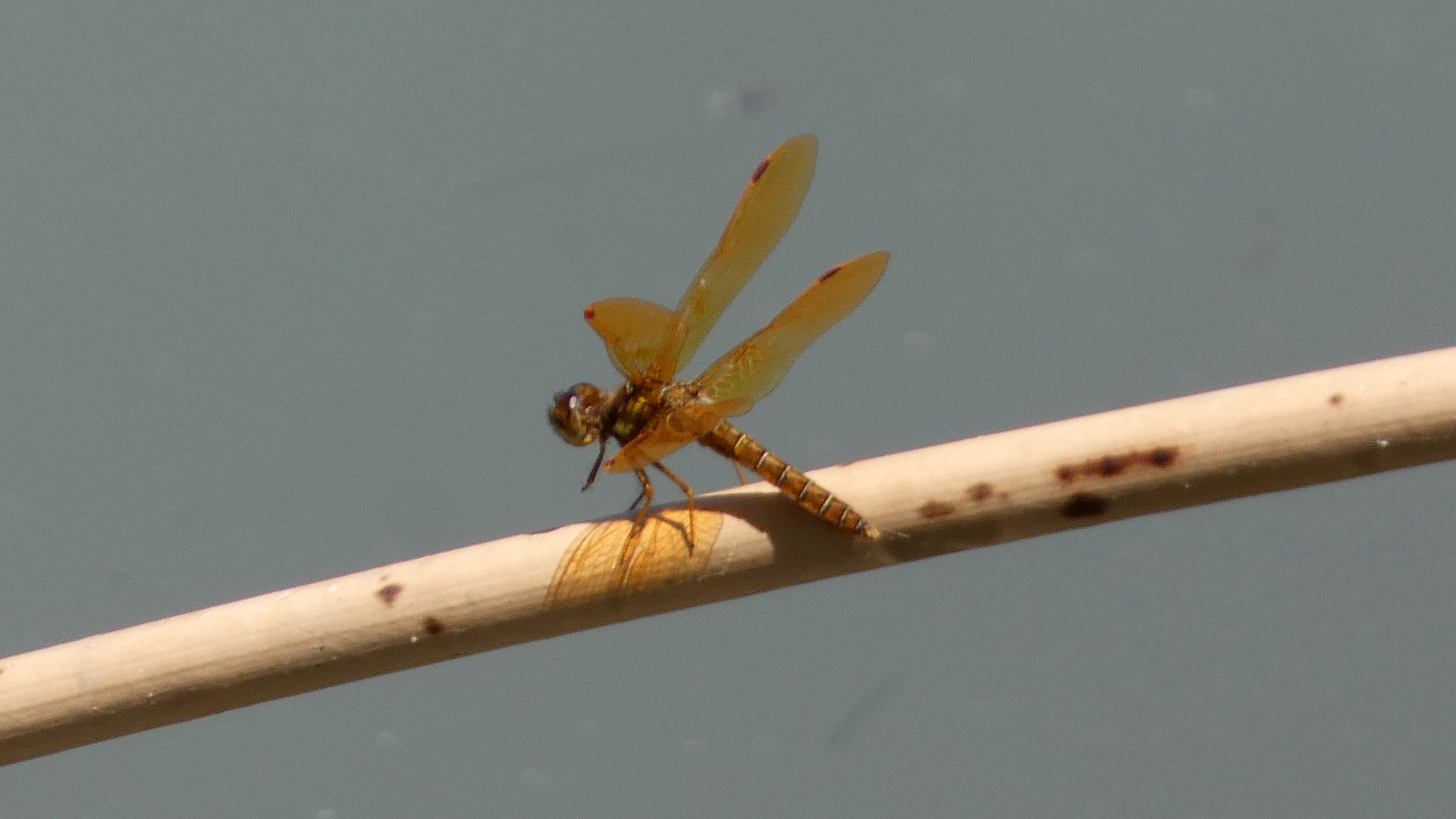 Male, Rio Grande Bosque, Albuquerque, May 2022