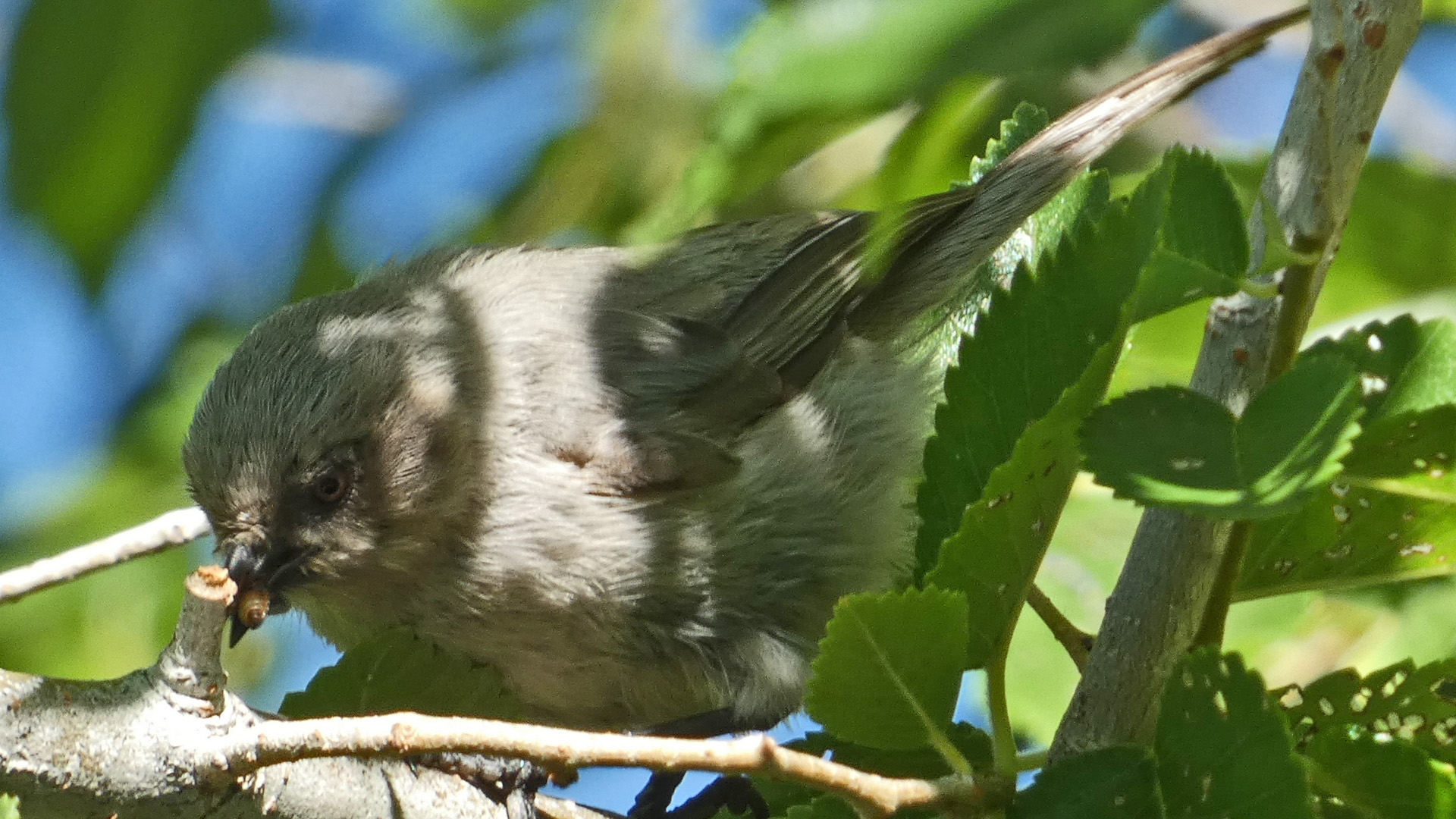 Female, Albuquerque, July 2022