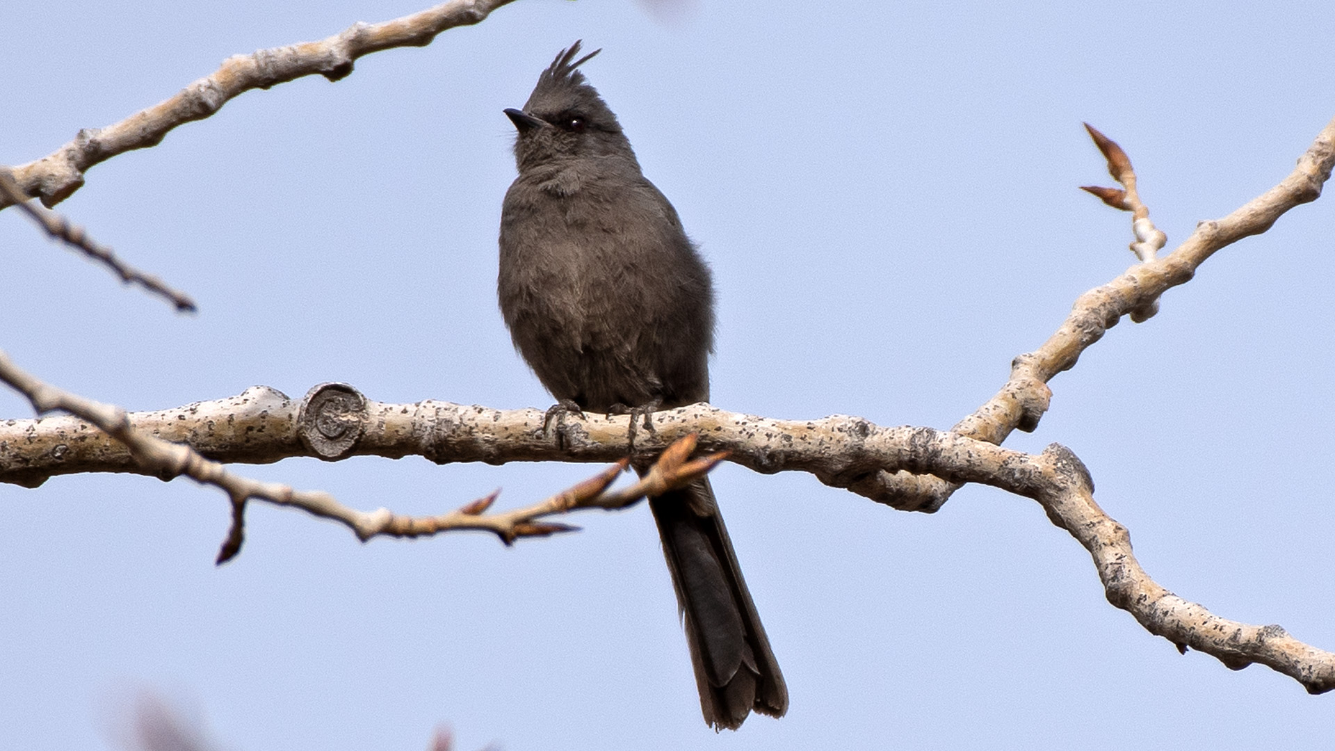 Female, Rio Grande Nature Center, March 2024