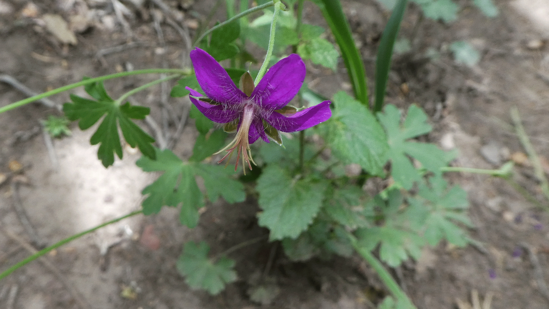 Sandia Mountains, July 2019