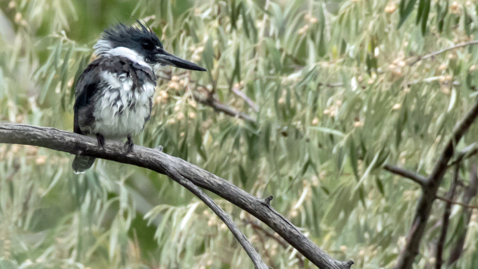 Male, Rio Grande Bosque, Albuquerque, September 2023