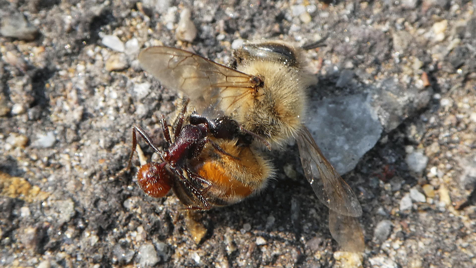 Red ant dragging away a dead honeybee, Albuquerque, June 2020