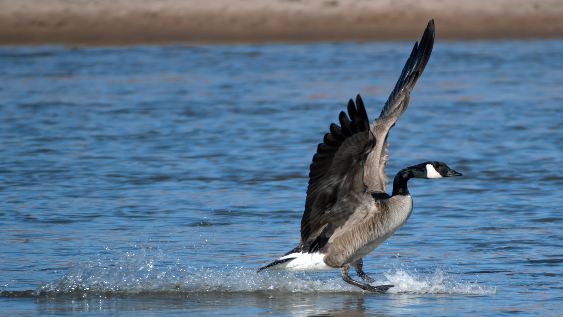 Landing, Rio Grande Nature Center, January 2024