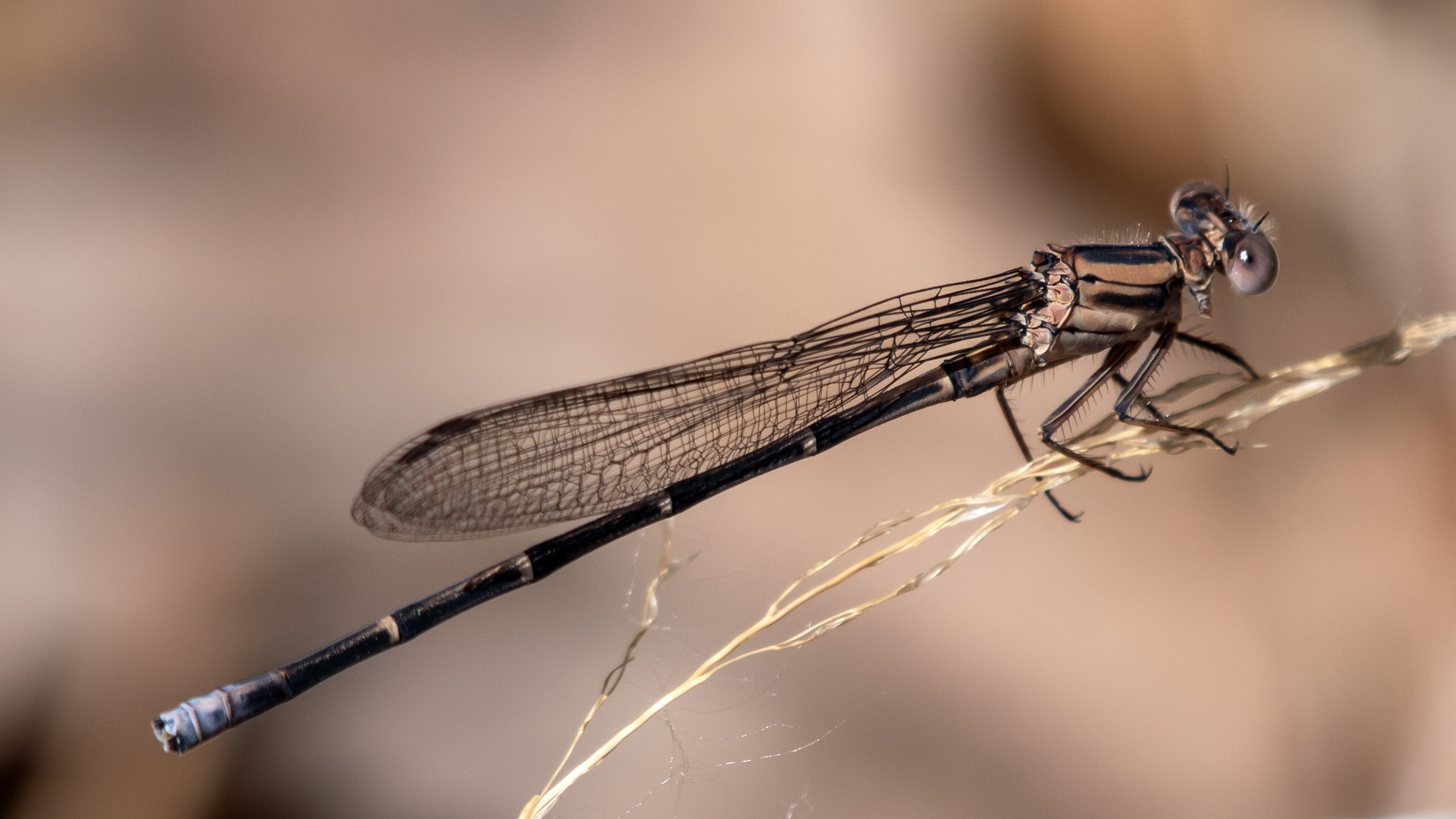 Immature male, Rio Grande Bosque, Albuquerque, May 2024
