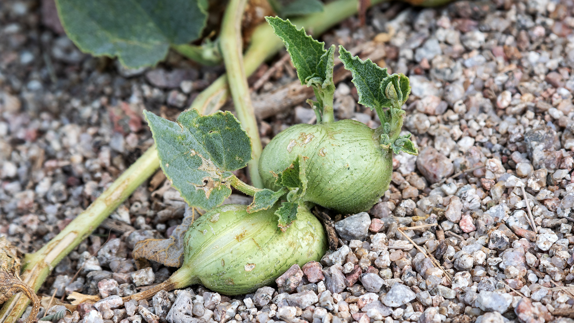 Sandia Mountains west foothills, August 2025