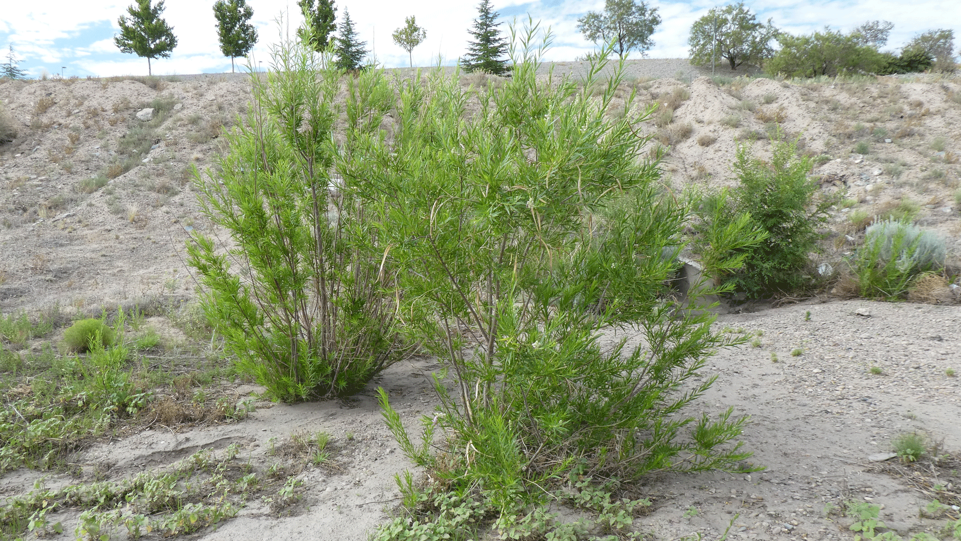 Albuquerque, July 2020