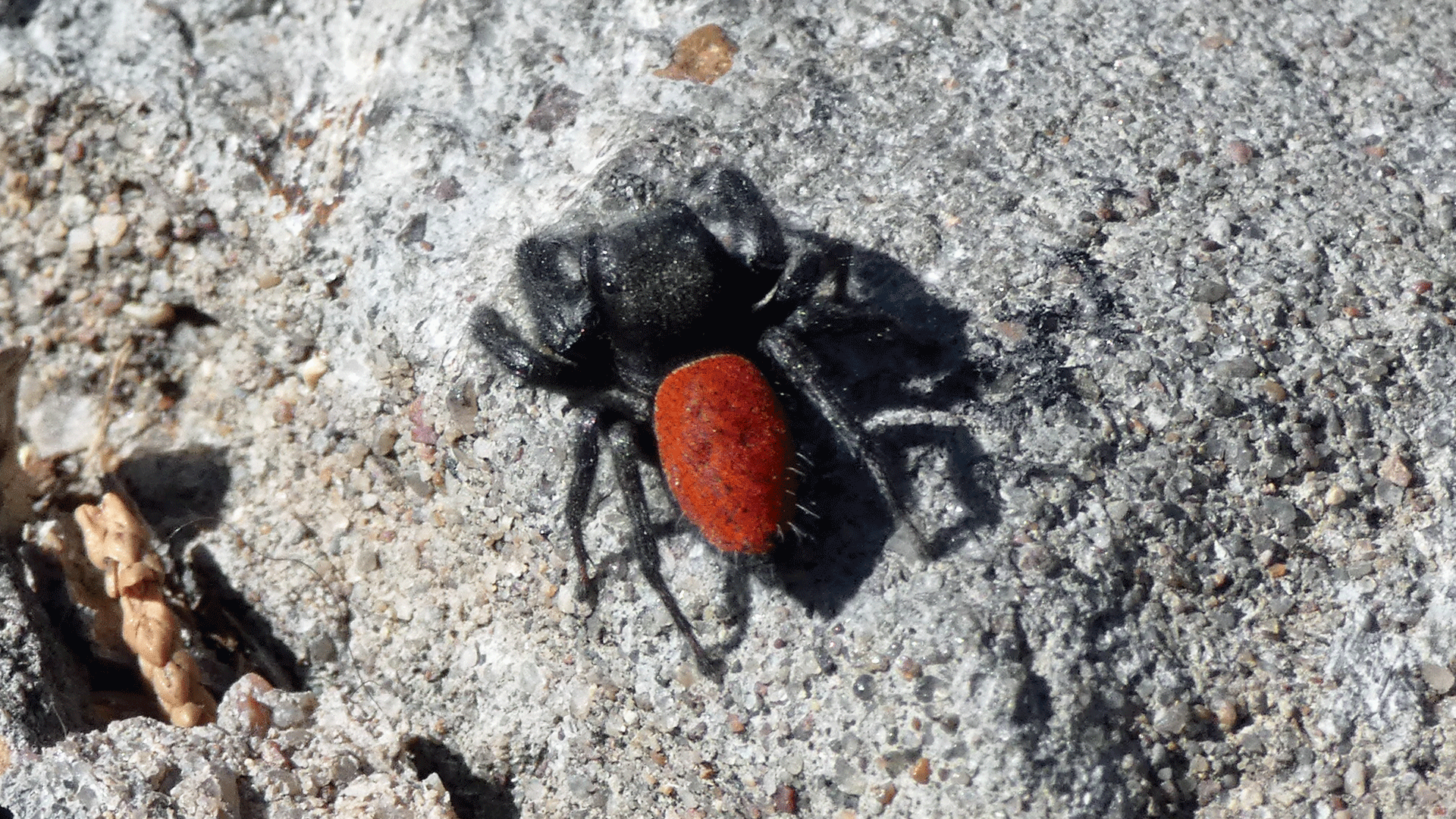 Male, Albuquerque, October 2020