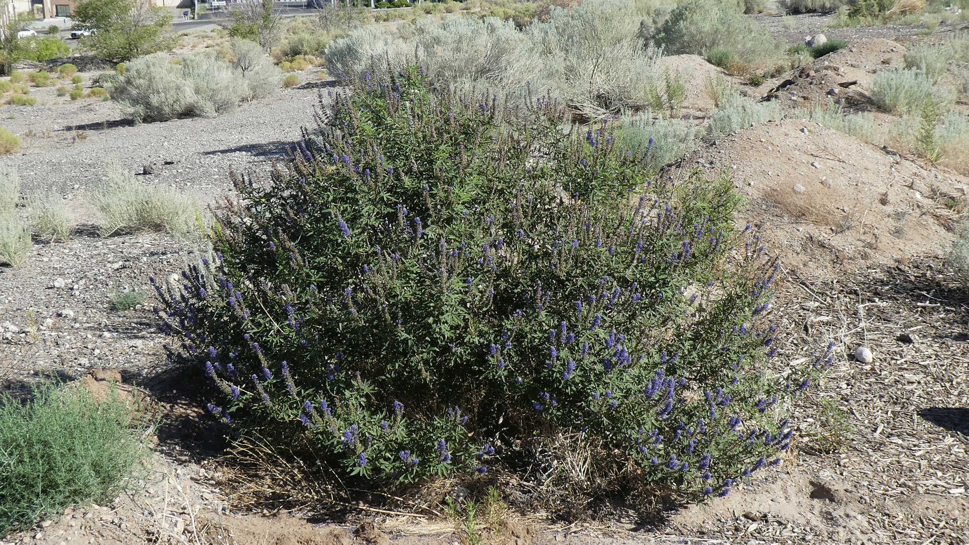 Albuquerque, July 2020