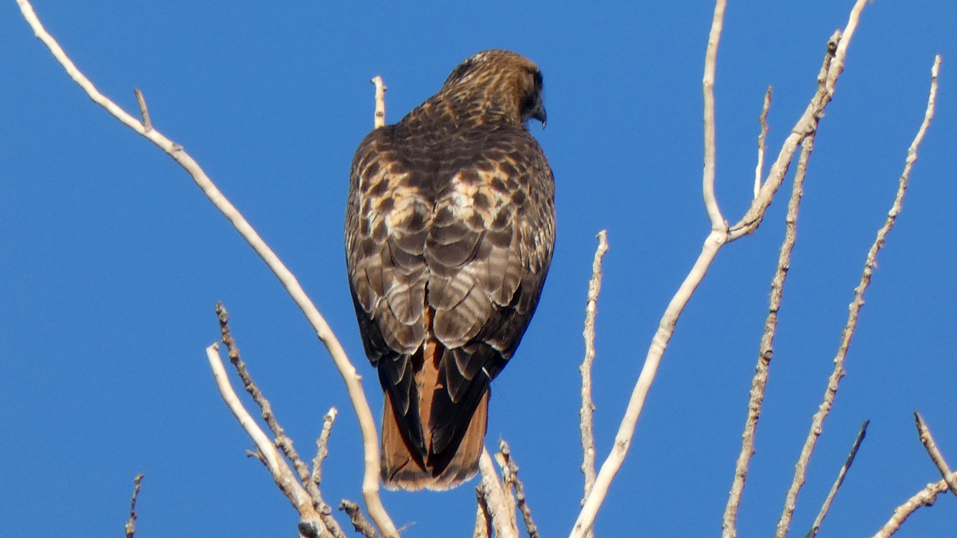 Adult, Rio Grande Bosque, Albuquerque, January 2021