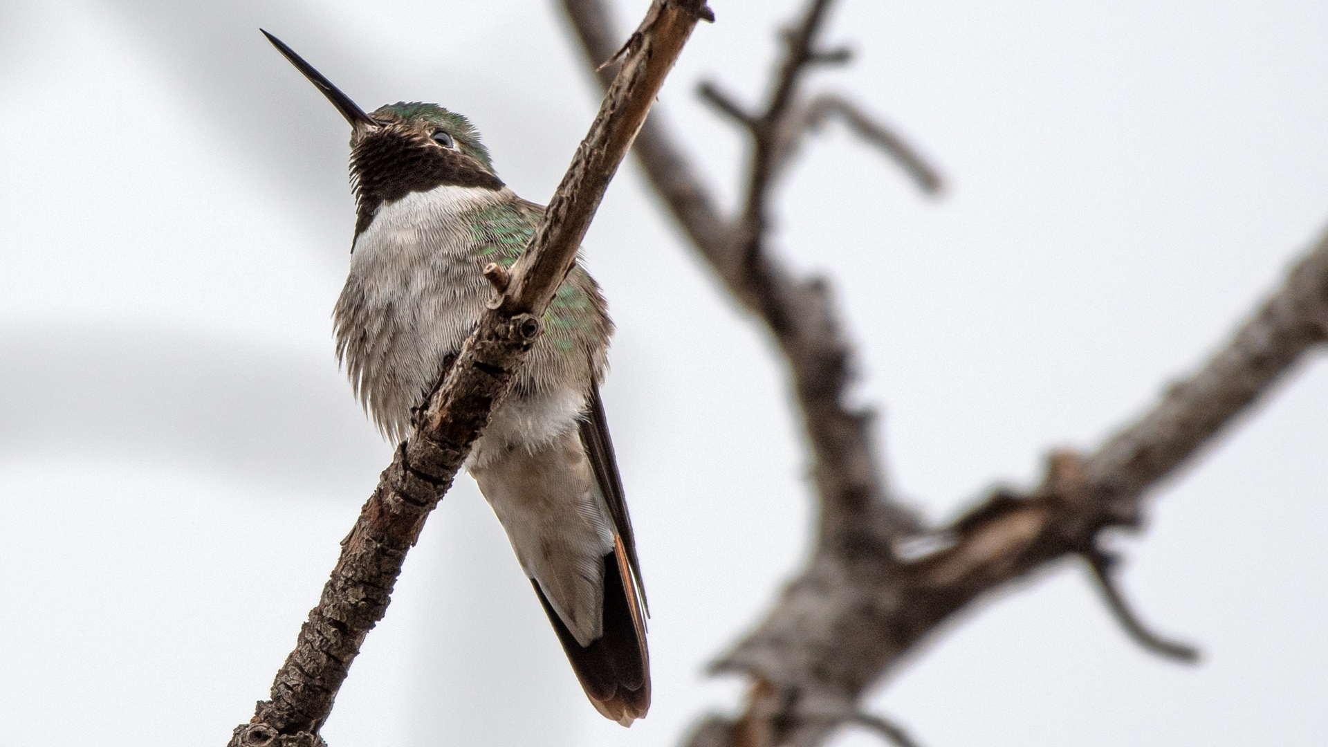 Male in low light, Sandia Mountains, May 2026
