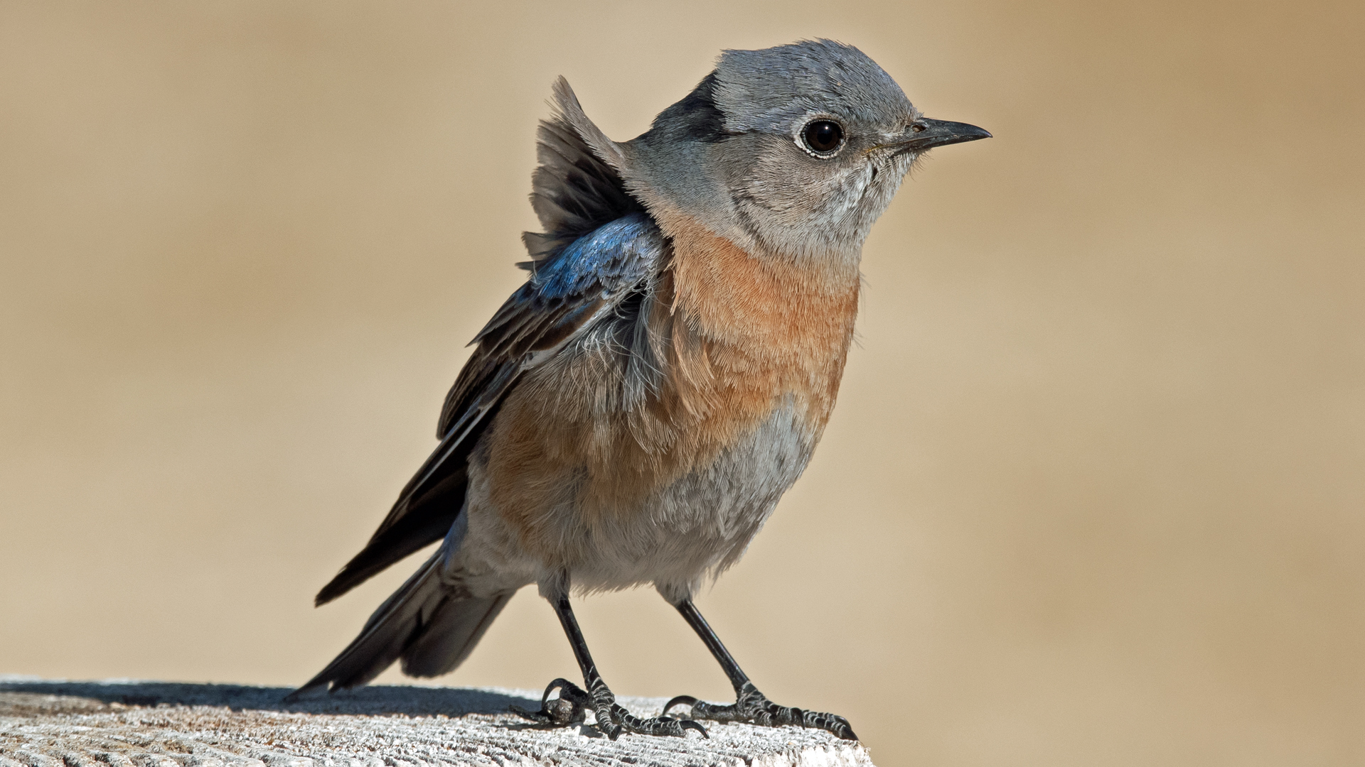 Female/immature, Albuquerque, February 2023