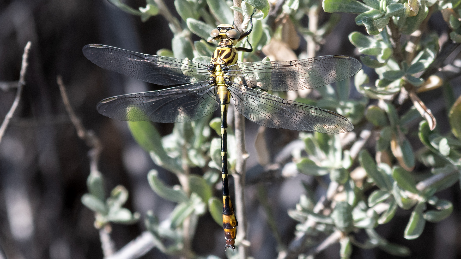 Immature male, Rio Grande Bosque, Albuquerque, October 2025