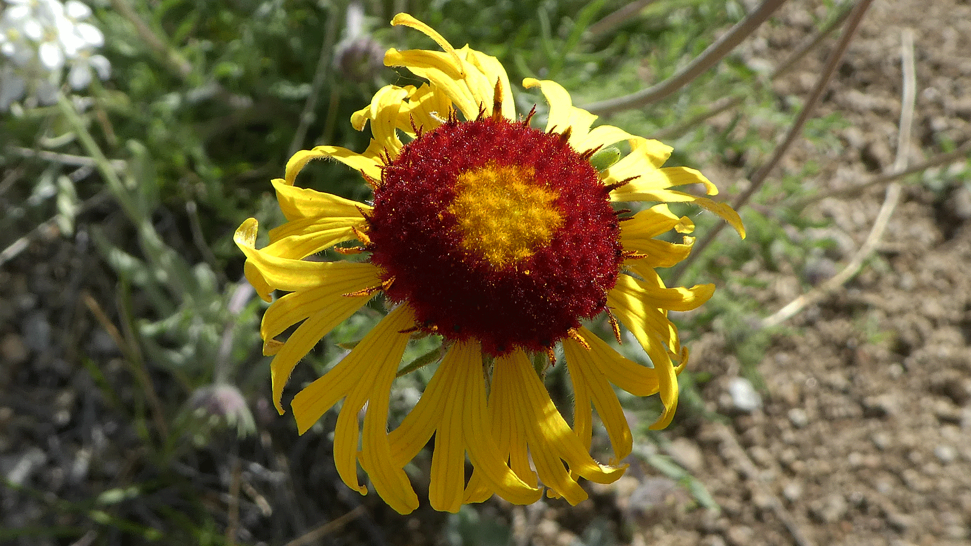 Sandia Mountains foothills, April 2019