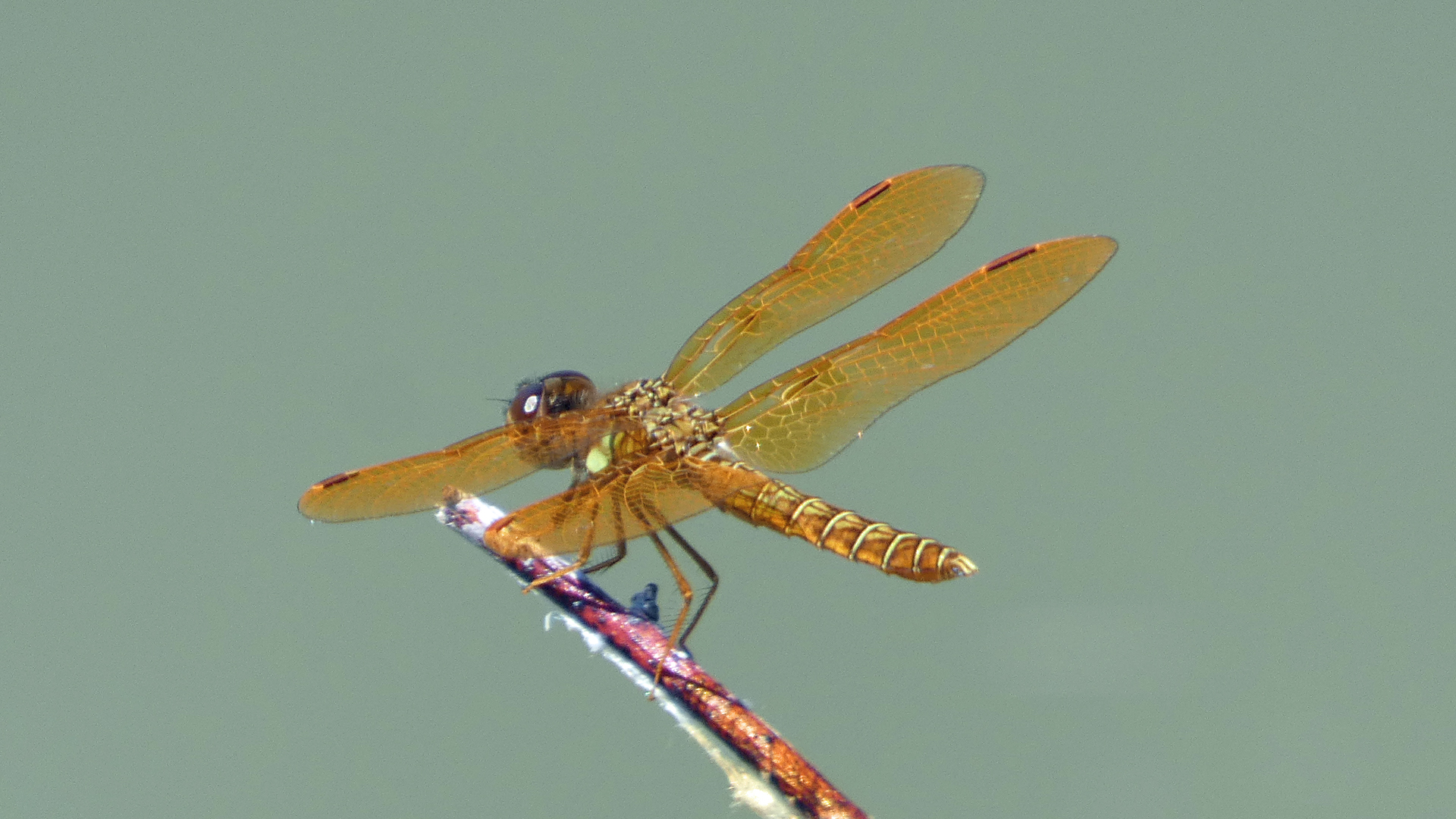 Male, Rio Grande Bosque, Albuquerque, July 2021