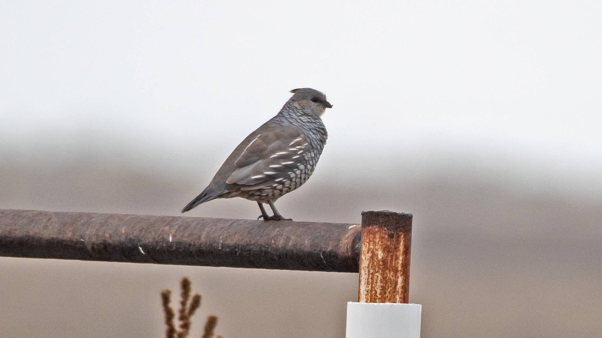 Torrance County, October 2025