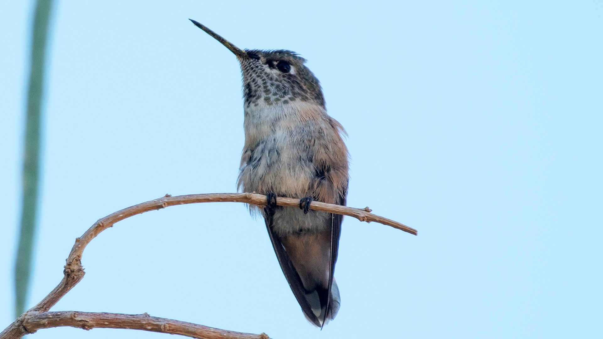 Female/immature, Socorro, September 2025