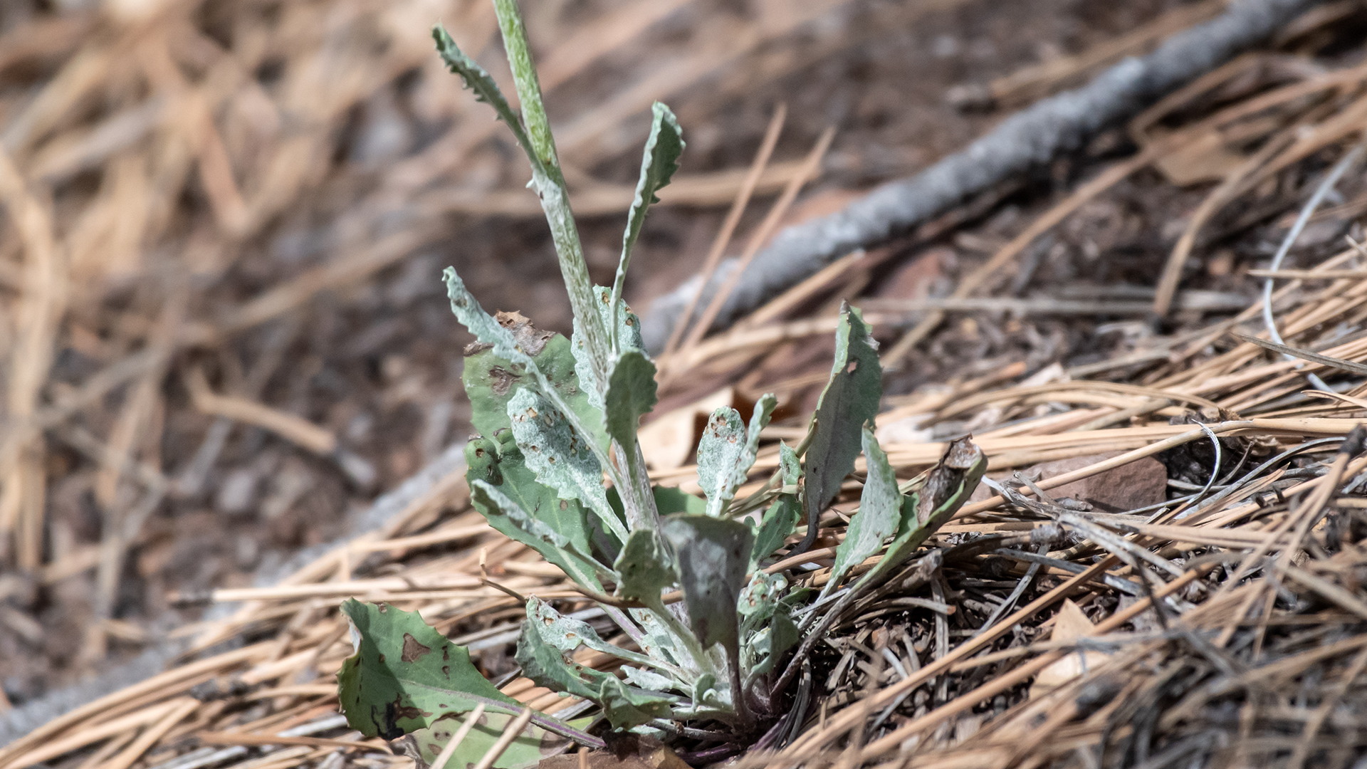 Basal leaves, Sandia Mountains, May 2025