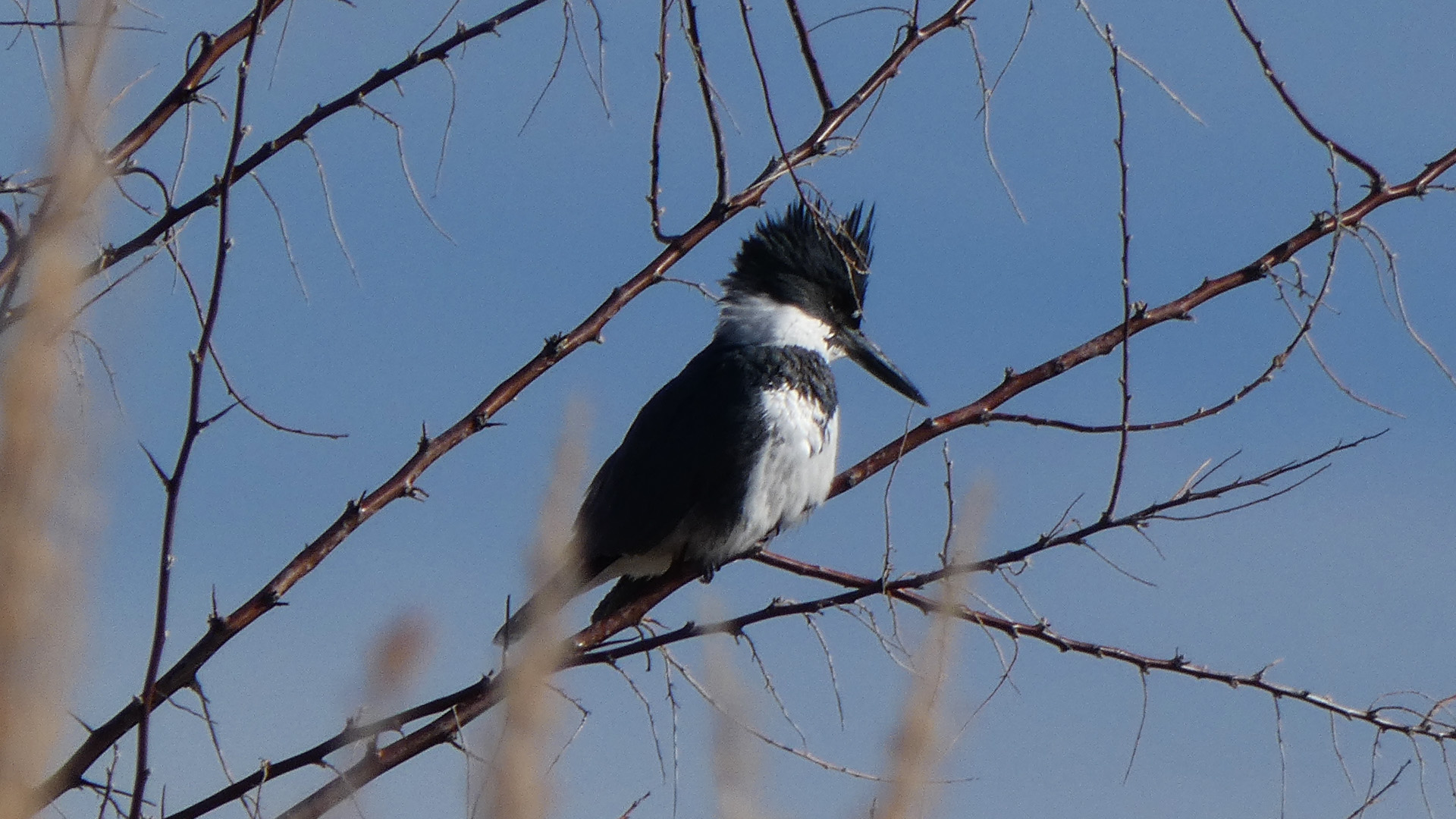 Male, Rio Grande, Corrales, January 2021