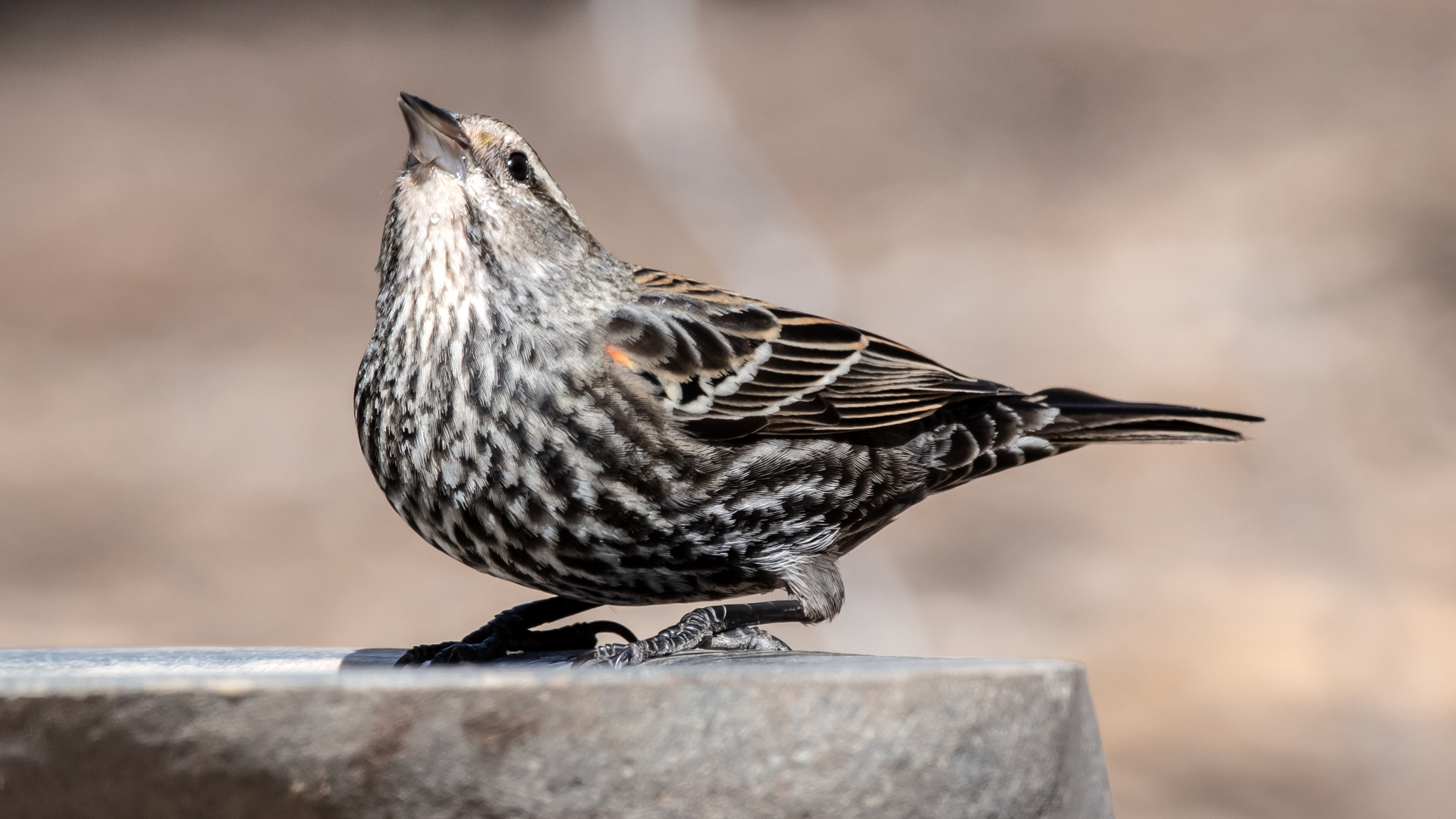 Female, Rio Grande Nature Center, Albuquerque, March 2023