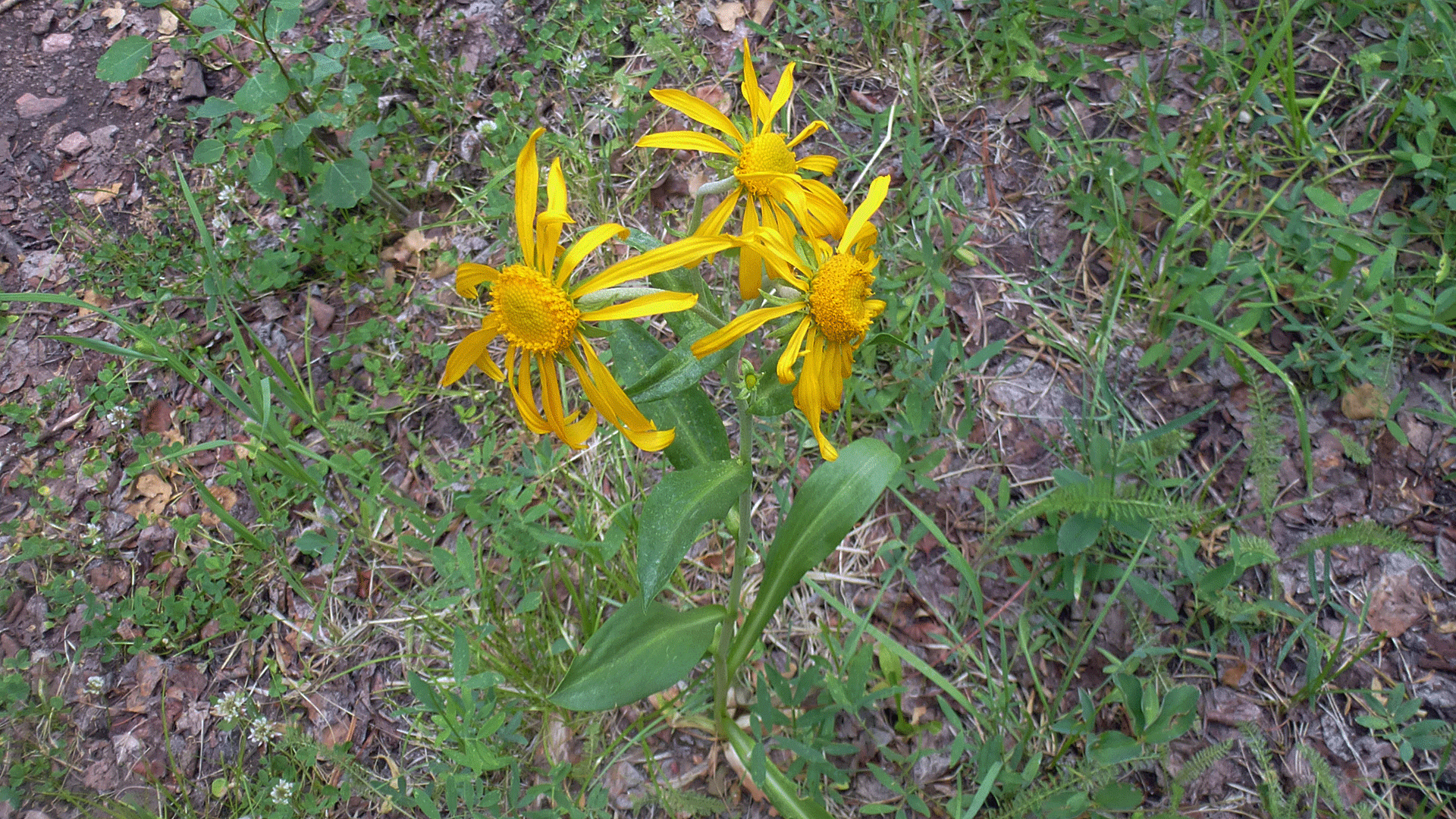 Jemez Mountains, July 2014