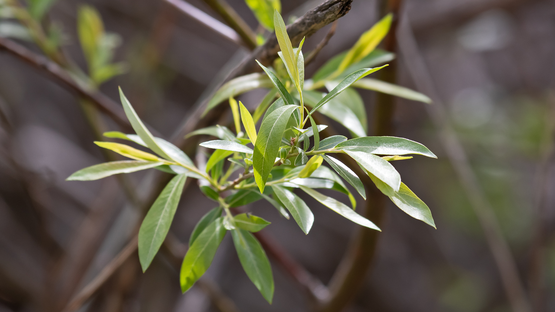 Narrow-leaf willow (I think), Sandia Mountains, April 2026
