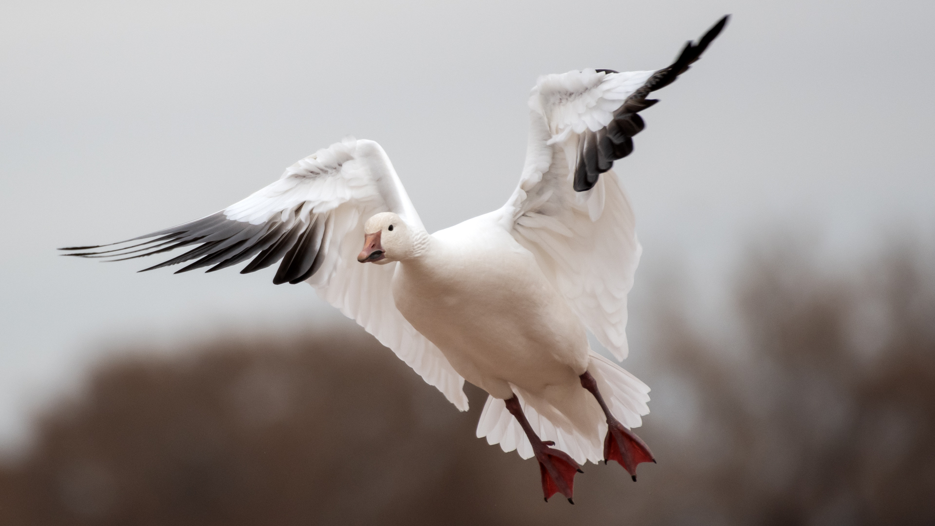 Adult white morph, LSGWC, January 2026