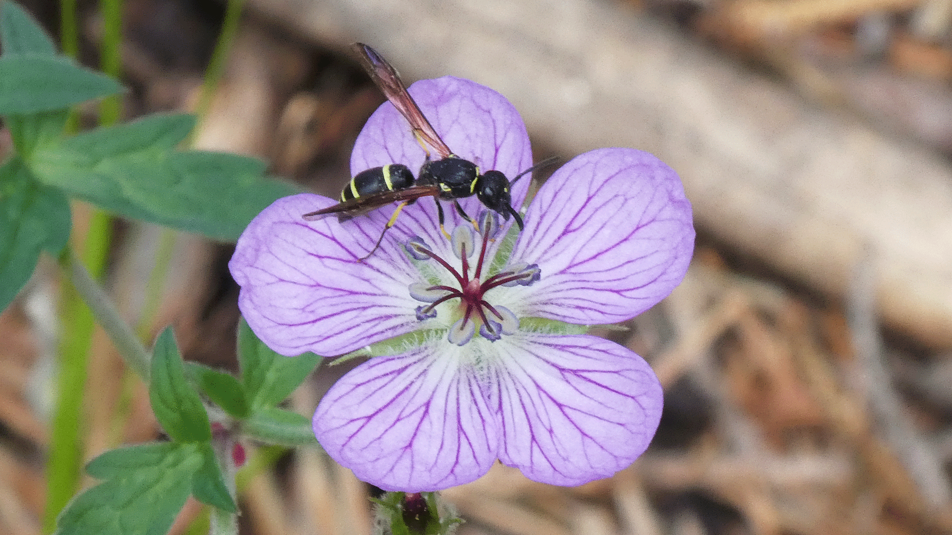 On Richardson's Geranium, Upper Sandia Mountains, July 2020