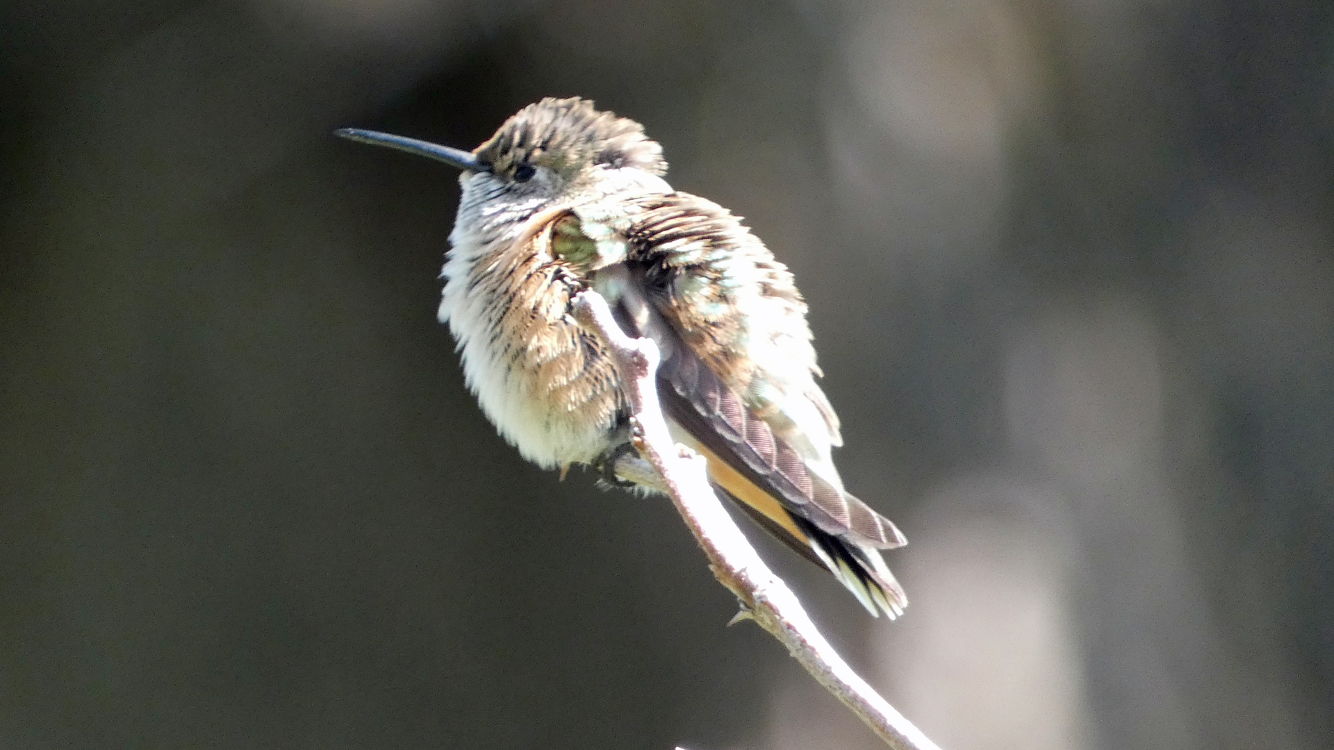 Female or immature, Sandia Mountains, August 2021