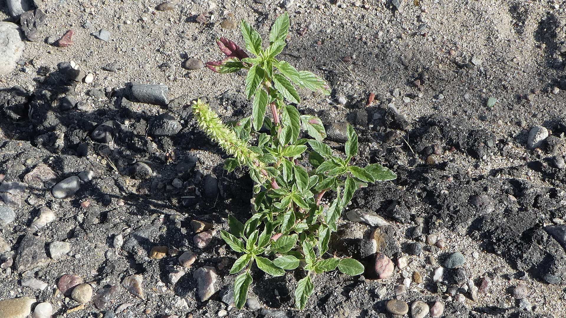 Young plant, Albuquerque, June 2020