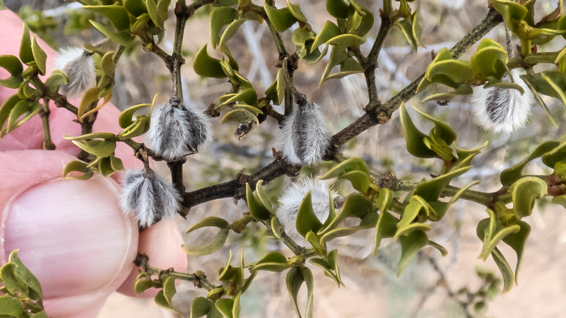 With fruits, Sevilleta NWR, March 2023