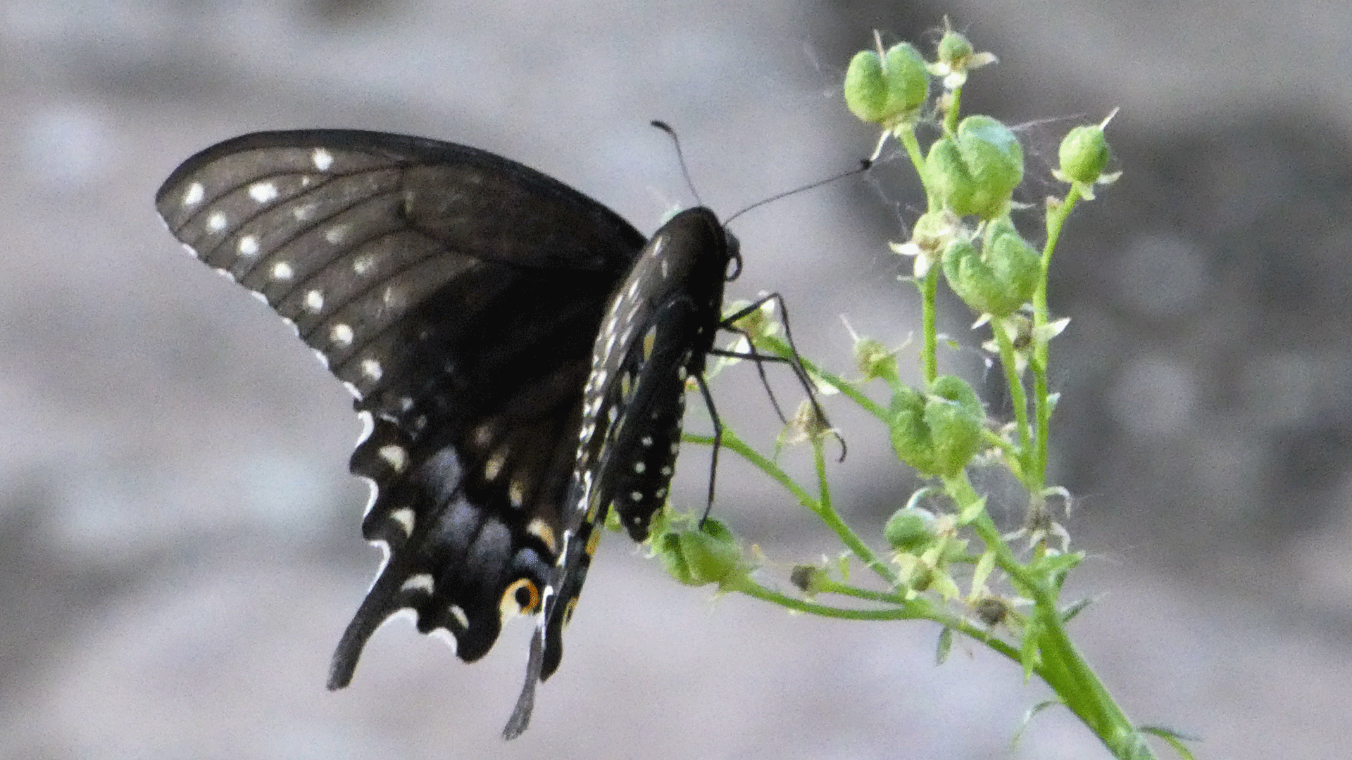 Albuquerque, June 2019