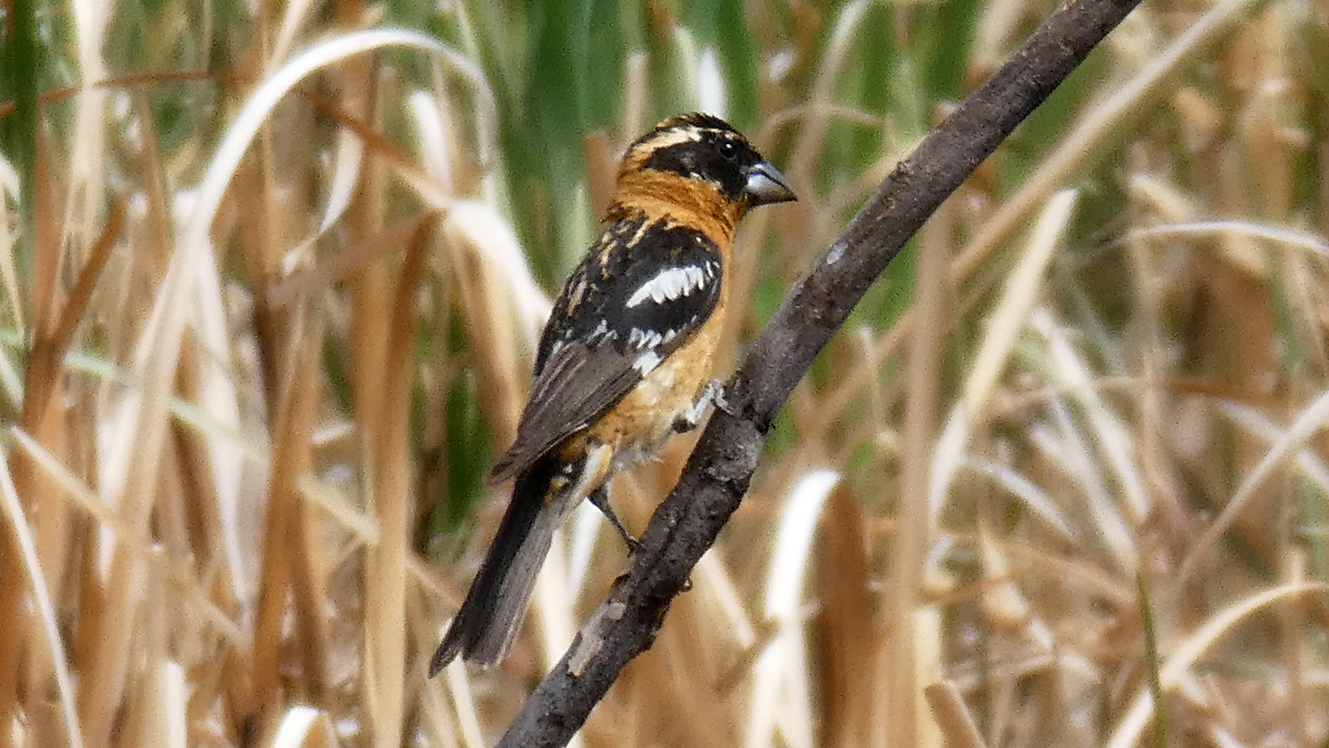 Male, Rio Grande Bosque, Albuquerque, May 2021