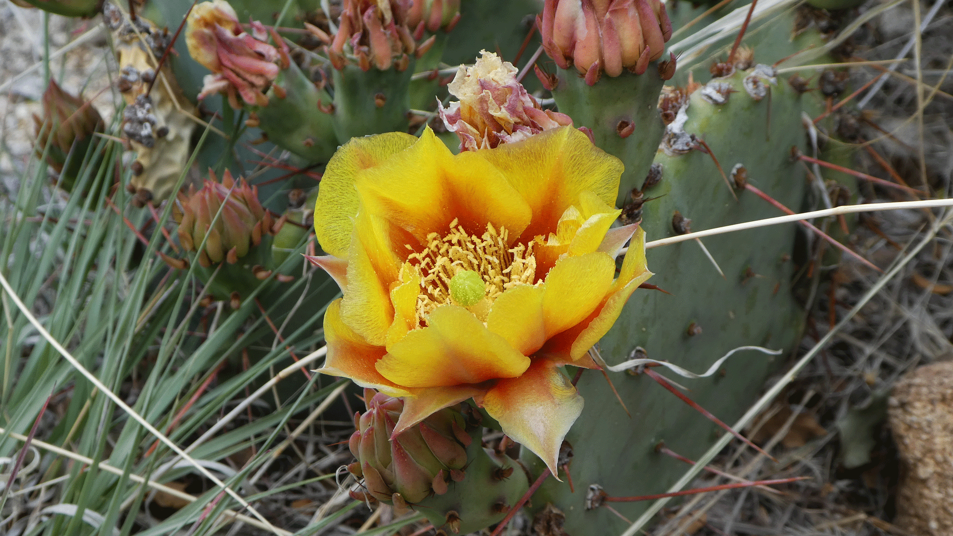 Sandia Mountain foothills, May 2019