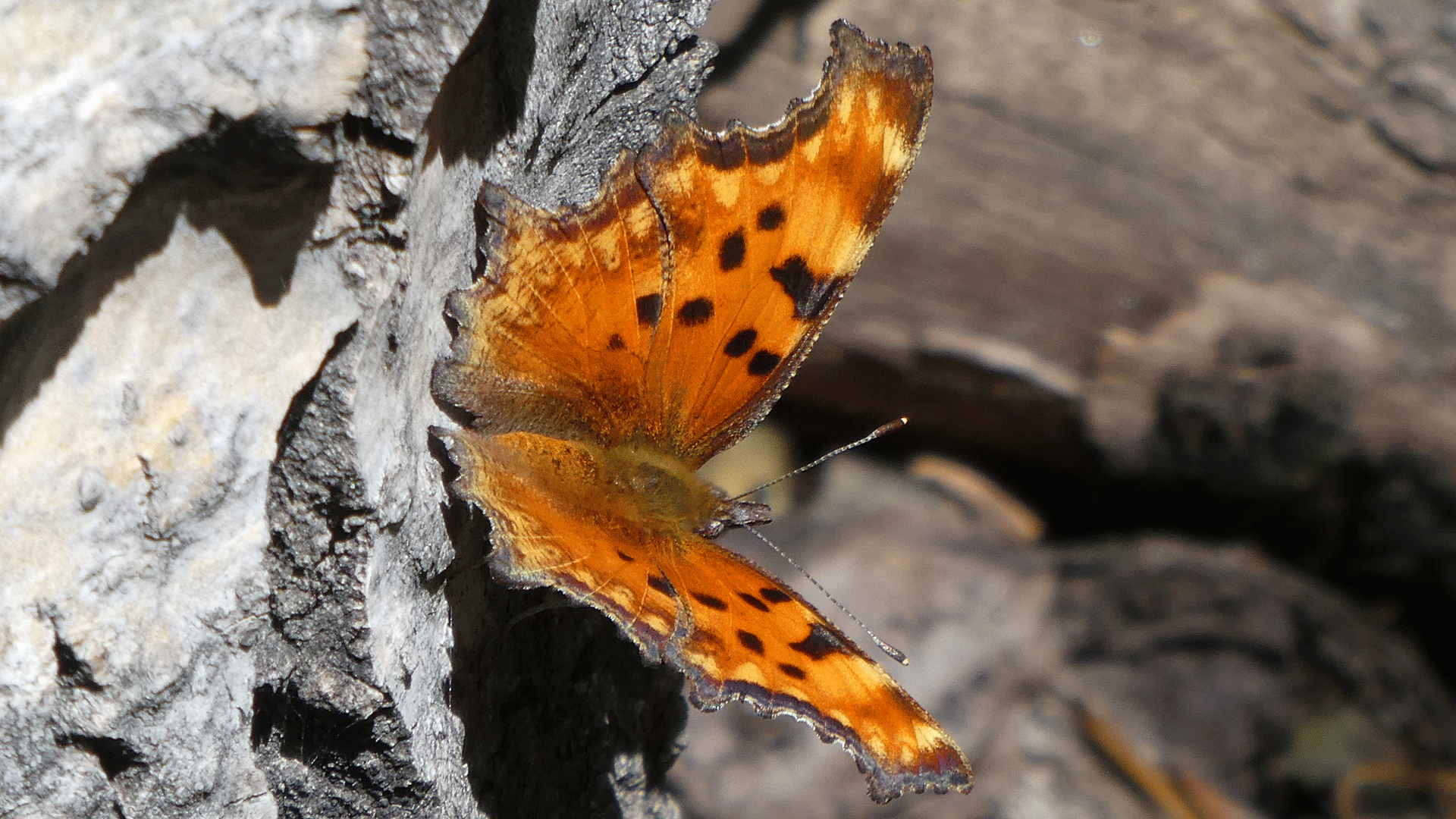 Crest of the Sandia Mountains, July 2020