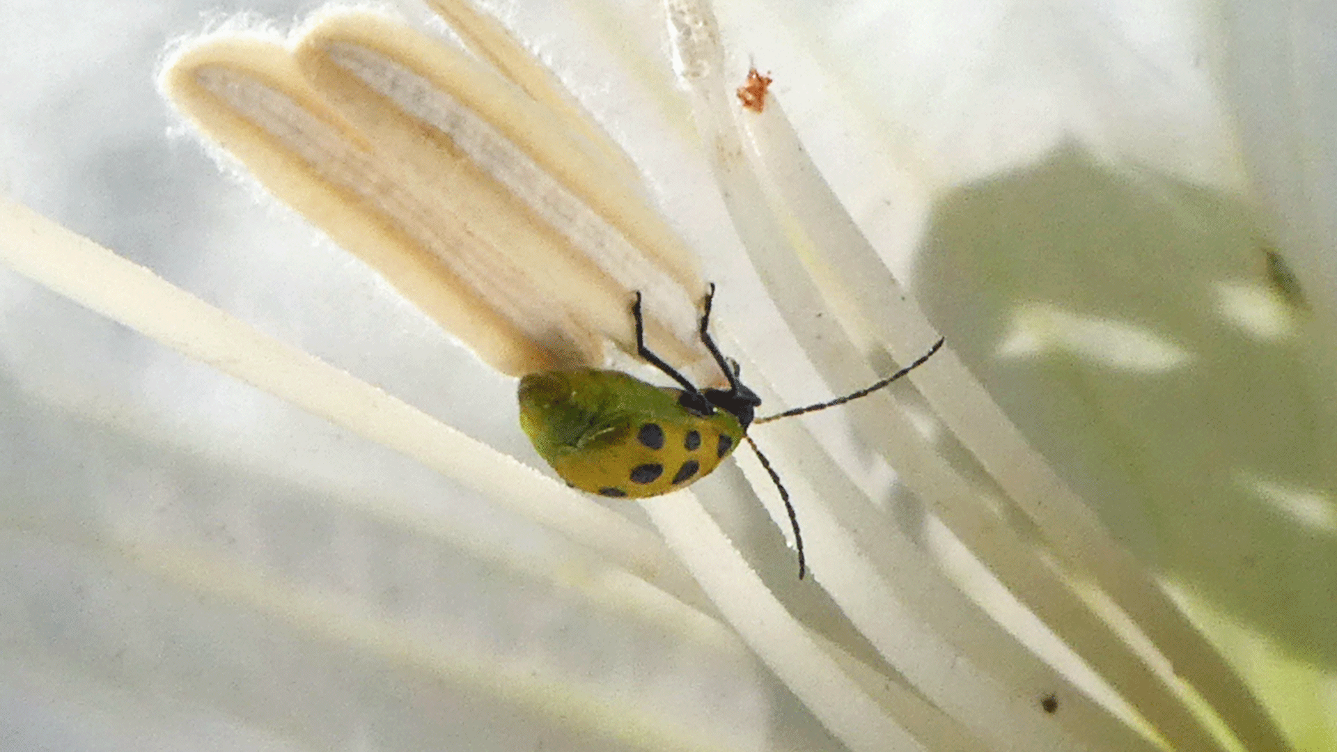 On Datura, Albuquerque, June 2020