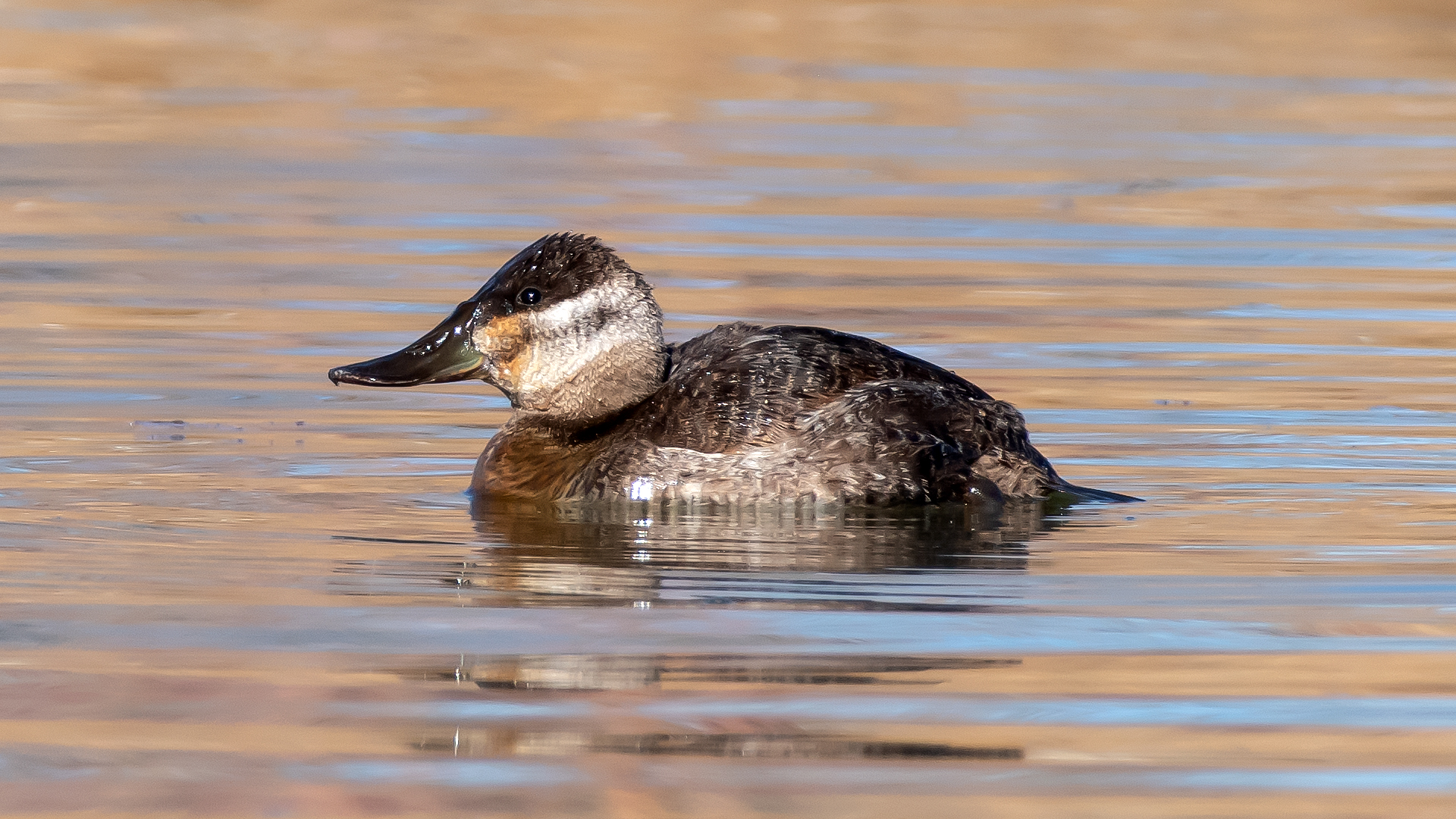 Female/immature, Tingley Beach, February 2023