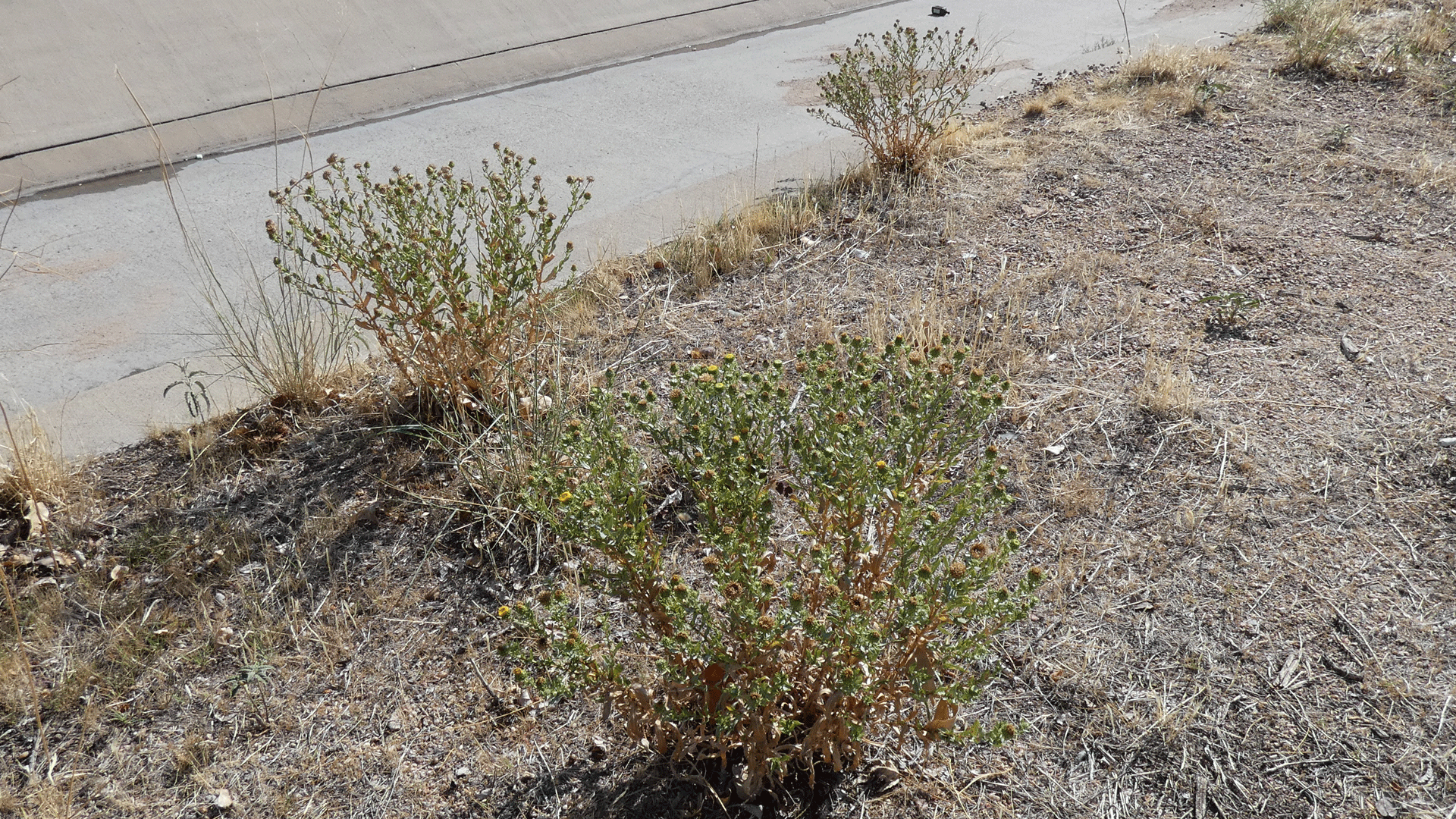 Albuquerque, September 2020