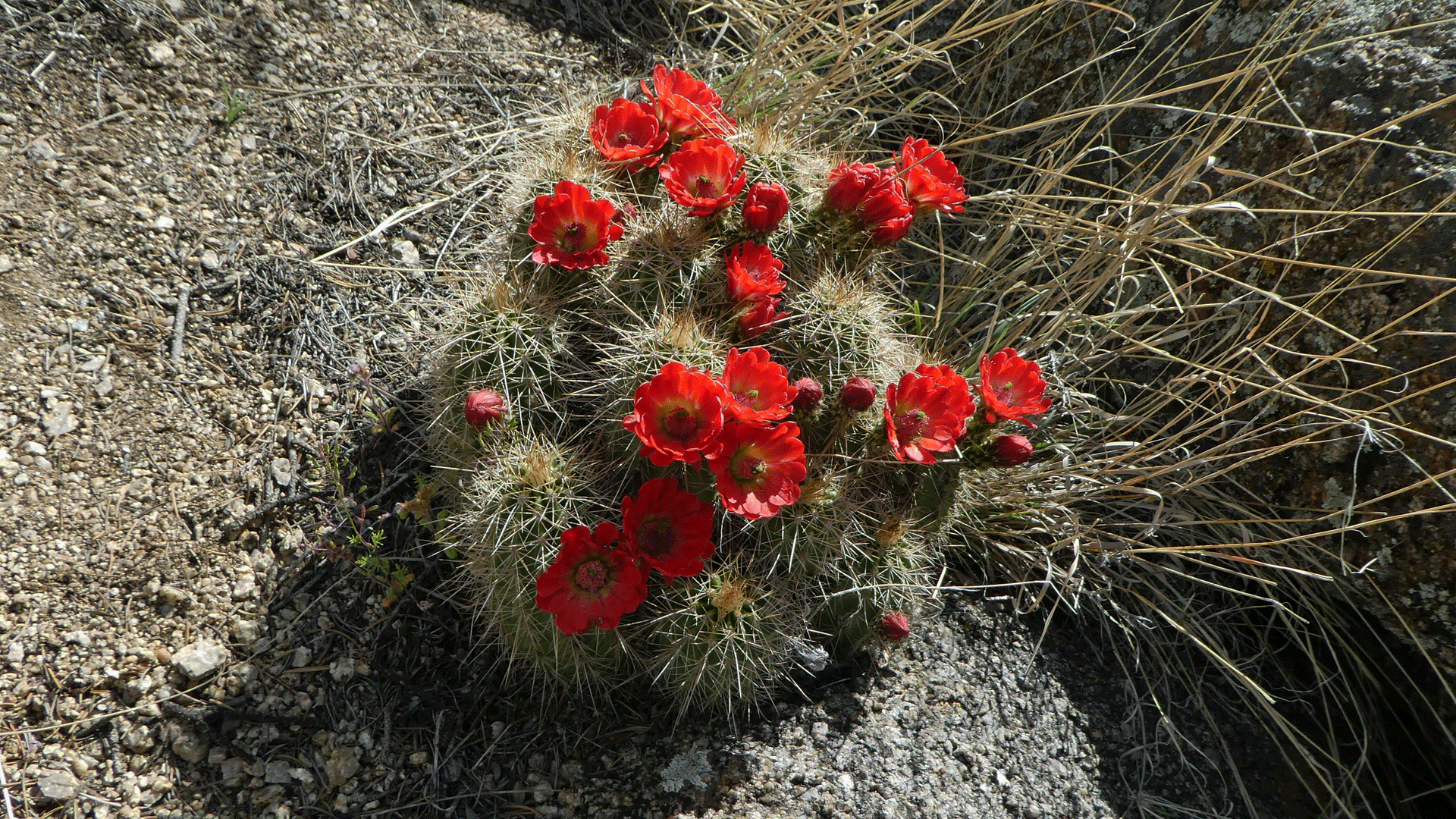 Western foothills of the Sandia Mountains, April 2019