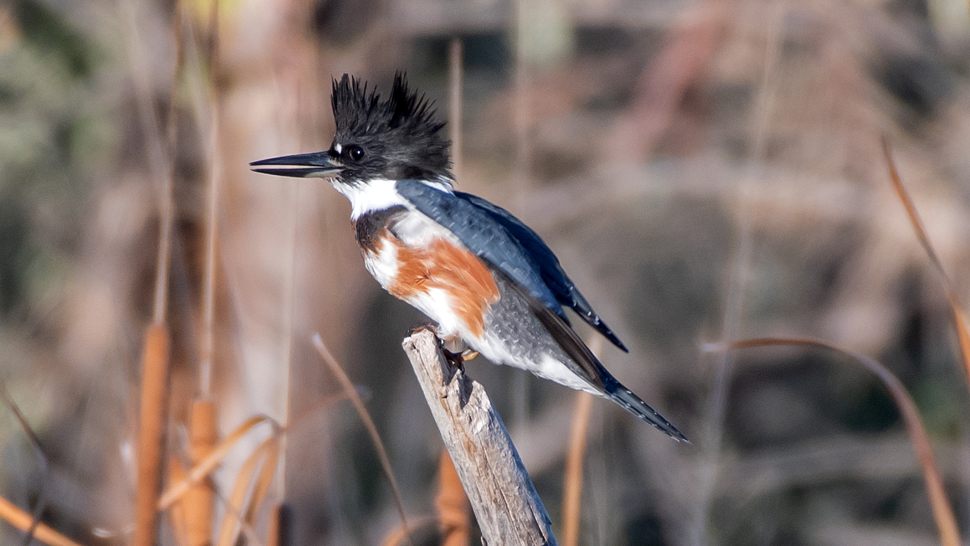 Female, Rio Grande Bosque, Albuquerque, October 2025