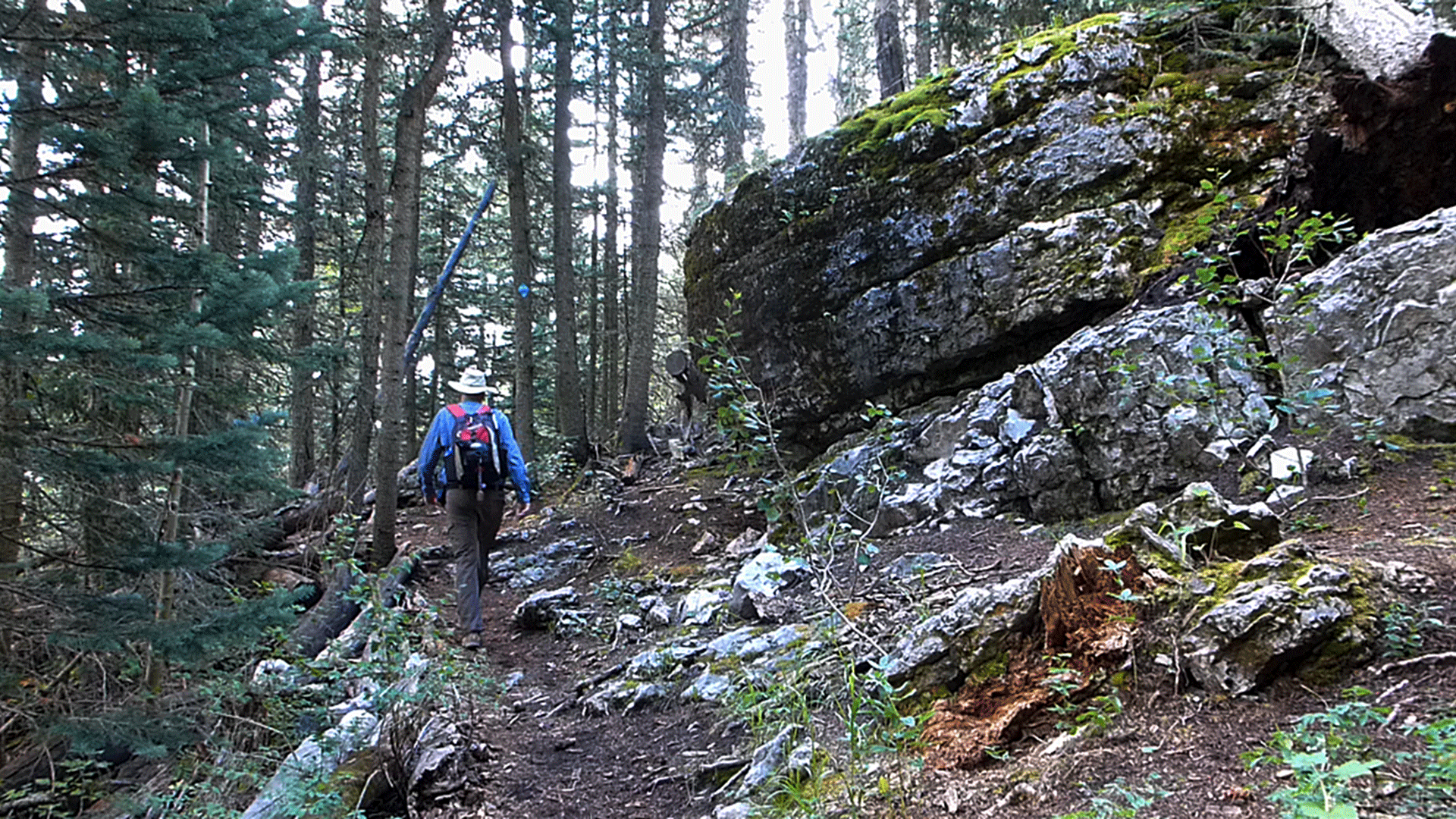 Sandia Mountain Hiking Trails Rocky Point-Crest Loop Trail On Sandia Mountain - Dogofthedesert
