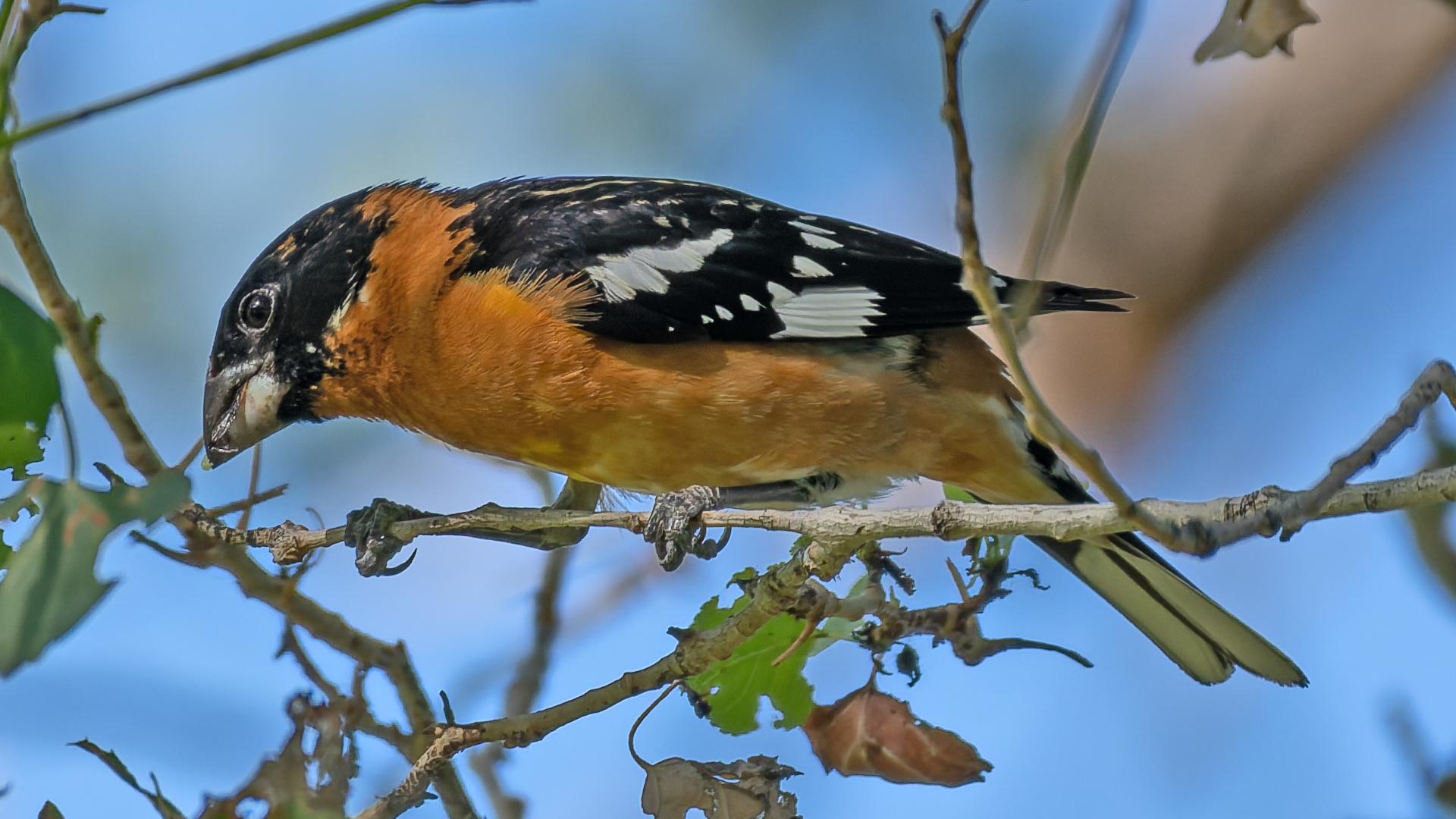 Male, Albuquerque, May 2026