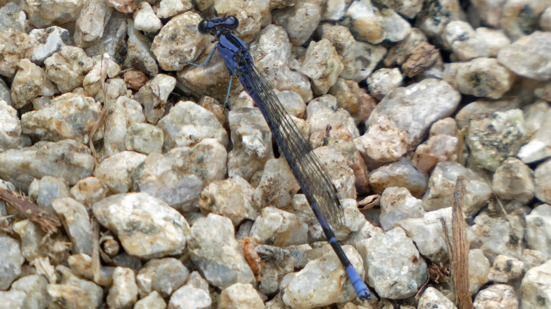 Male, Sandia Mountains west foothills, August 2021