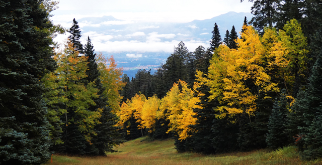 Aspens and clouds, Sandia Mountains, October 2022