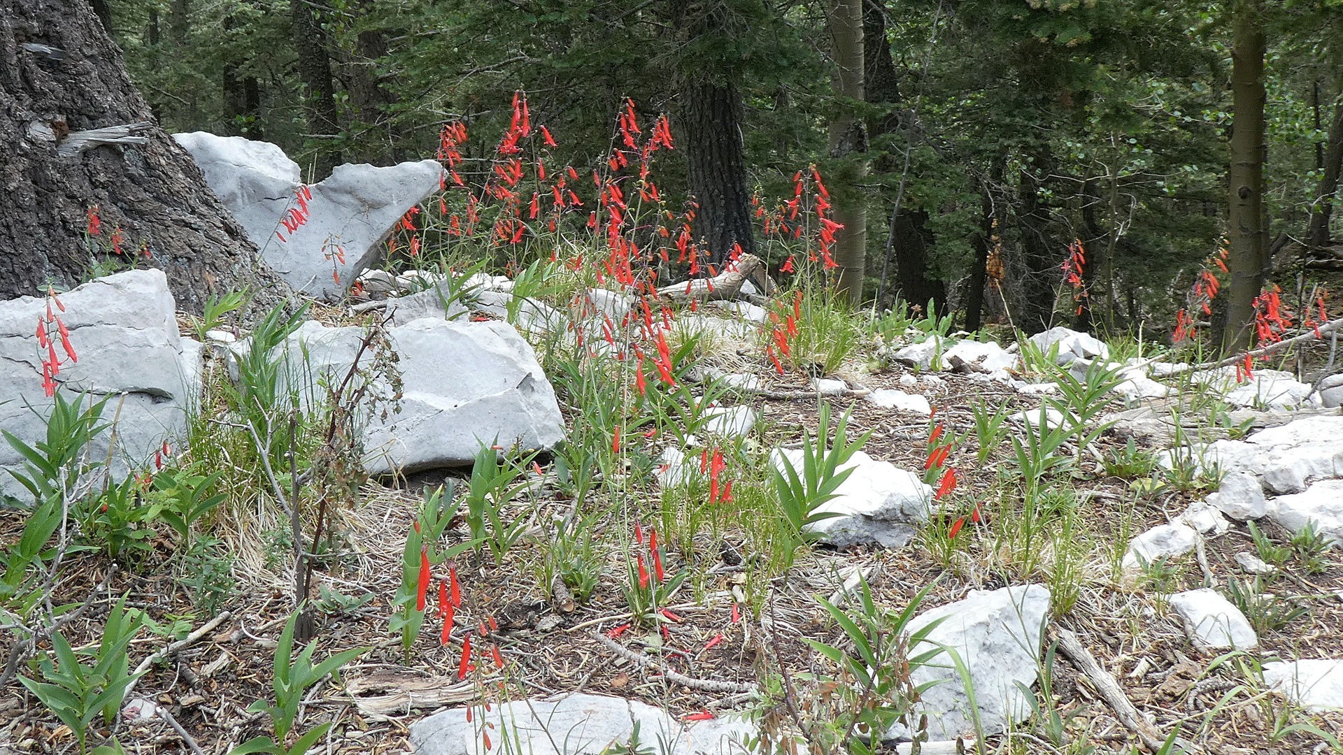 Upper Sandia Mountains, July 2020