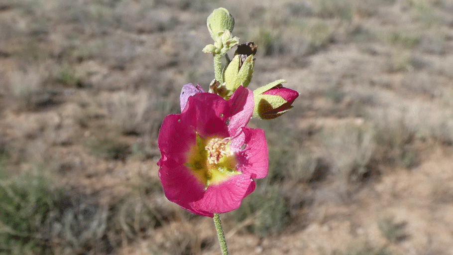 Albuquerque, September 2020